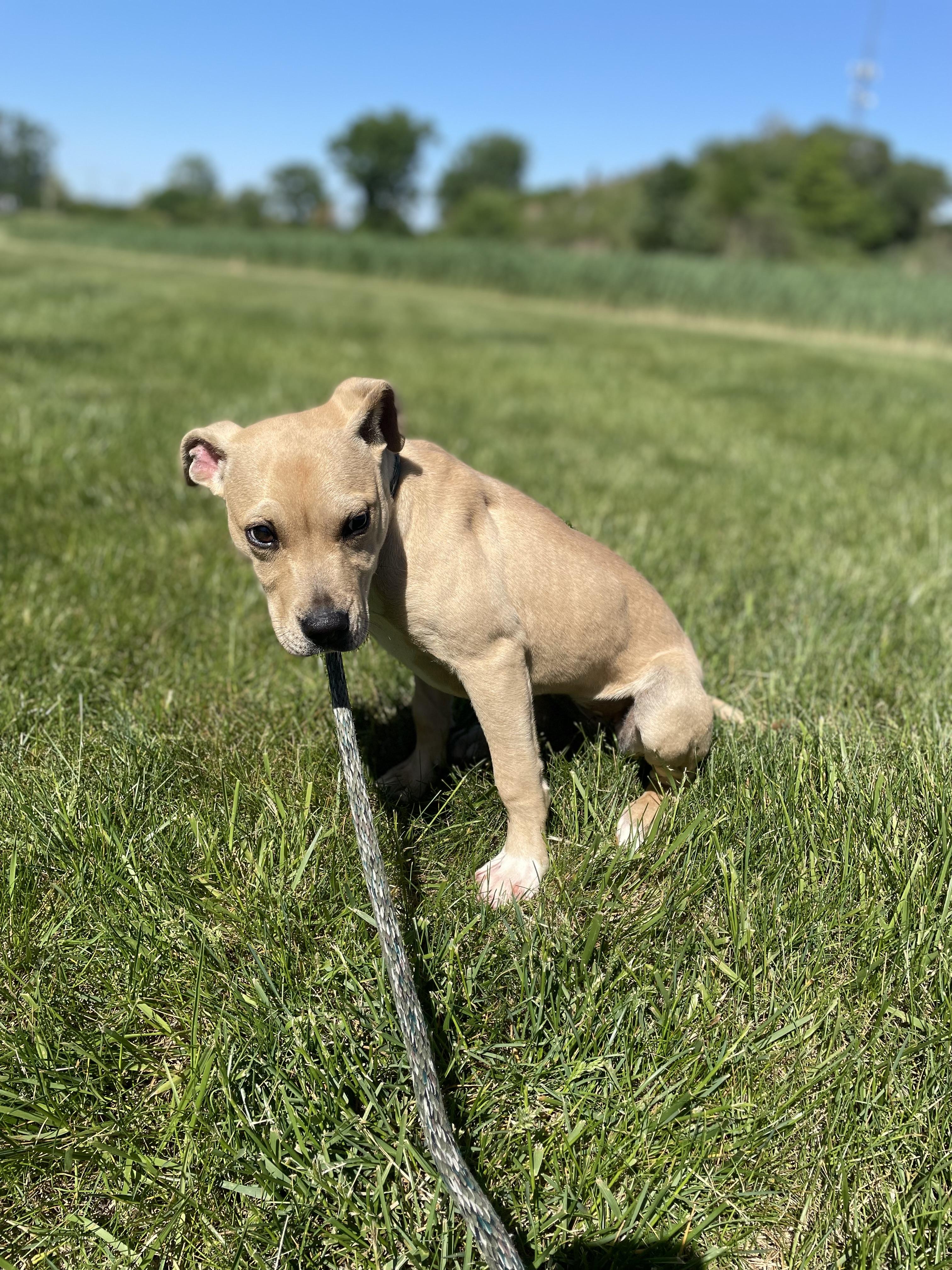 Enlarge Waffles, a Adopted  in Shorewood, IL image 5/5