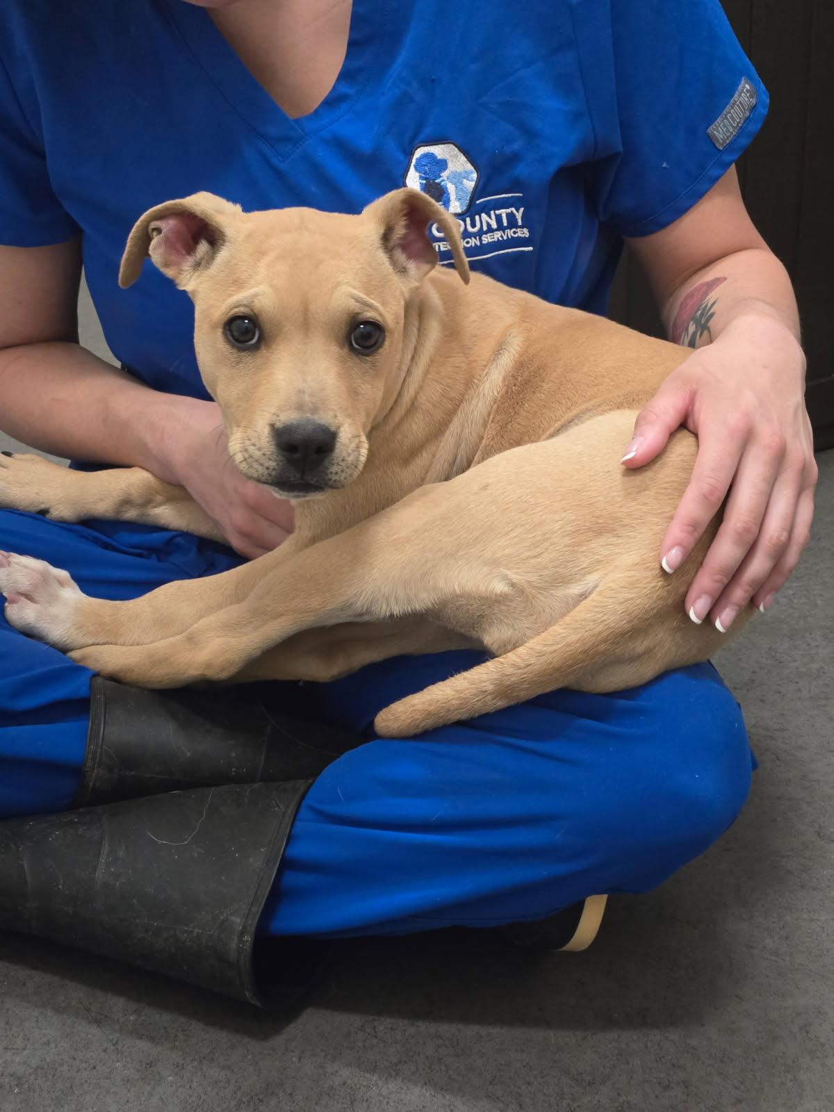 Waffles, Adopted, Puppy Female .