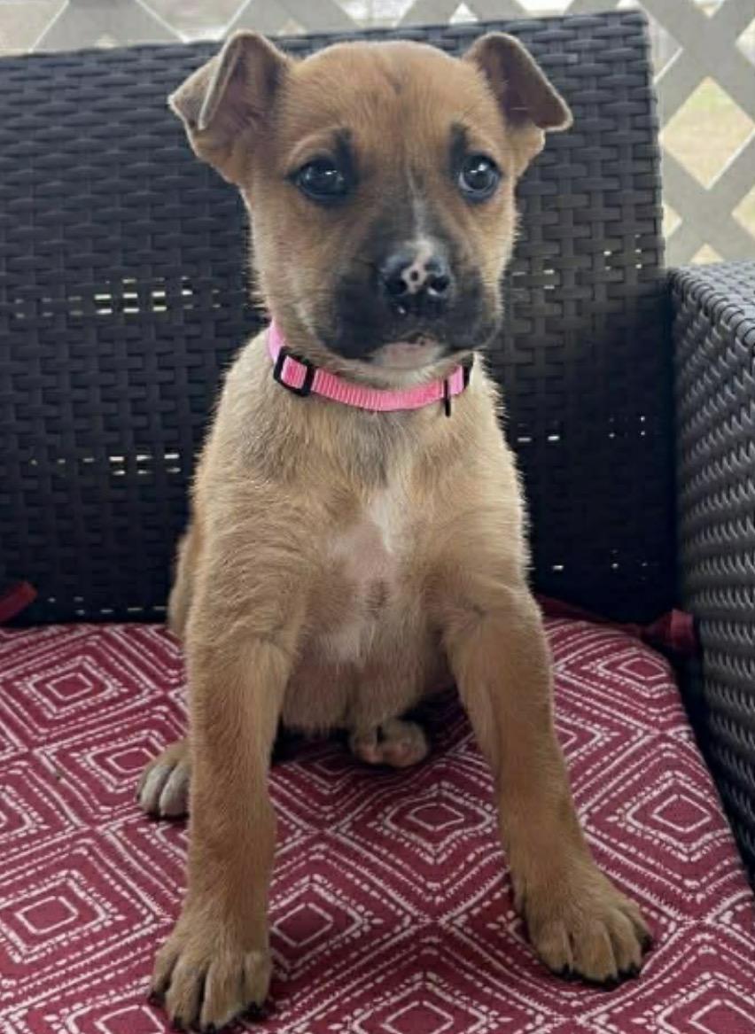 Early Spring Flower, ADOPTABLE, Puppy Female Retriever.