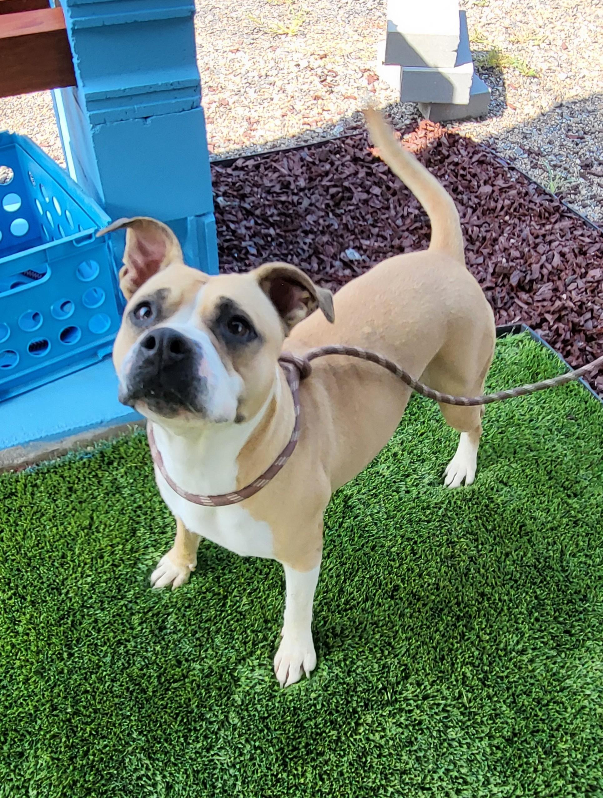 Dog for adoption - 25-0311 "Bella", a Boxer Mix in Leavenworth, KS ...