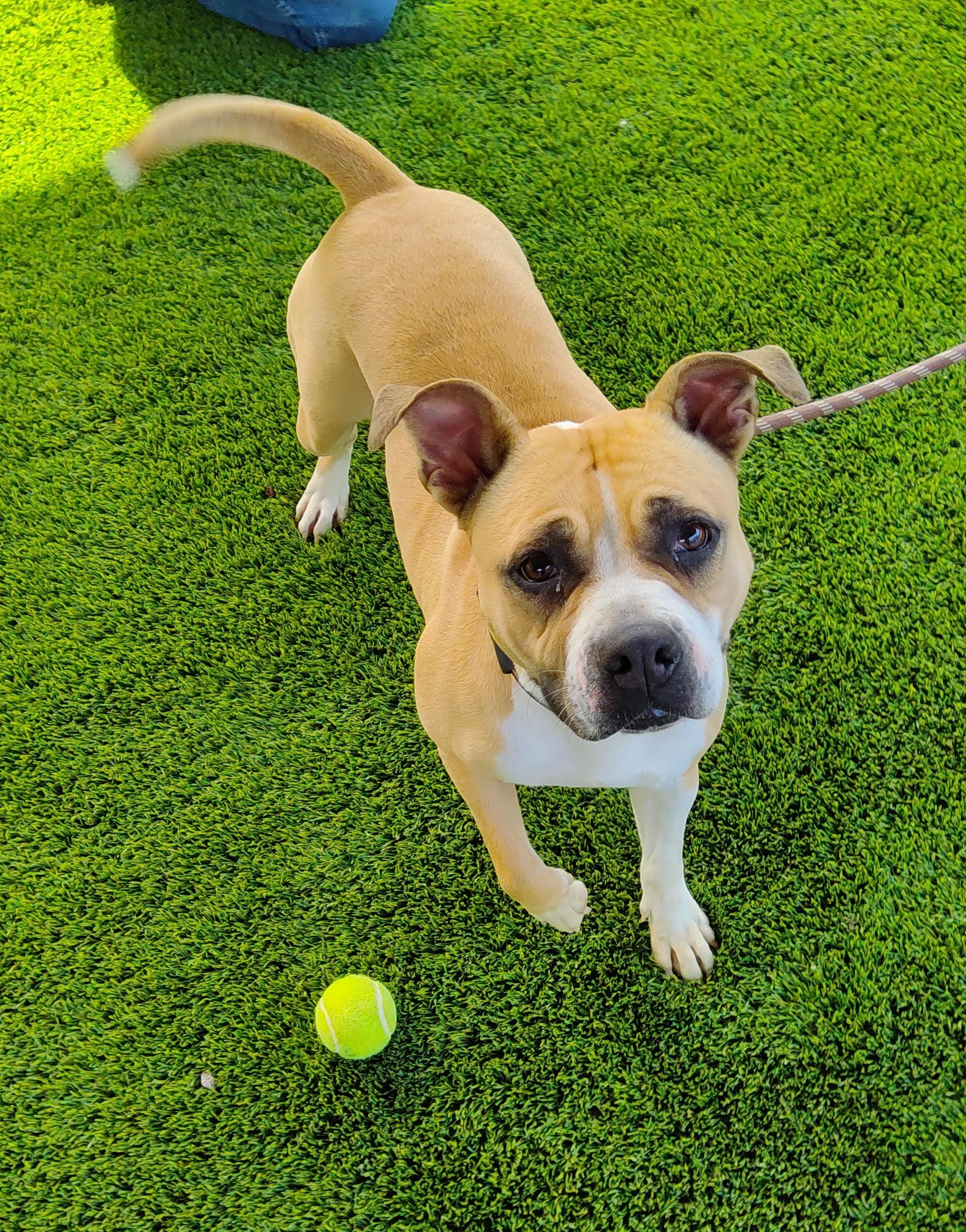 Dog for adoption - 25-0311 "Bella", a Boxer Mix in Leavenworth, KS ...
