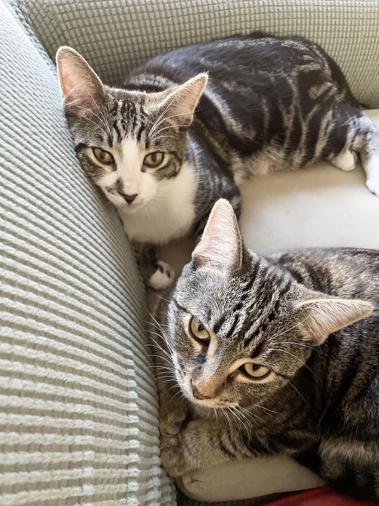 Enlarge Apple II, a Adoptable Tabby in Alameda, CA image 1/3