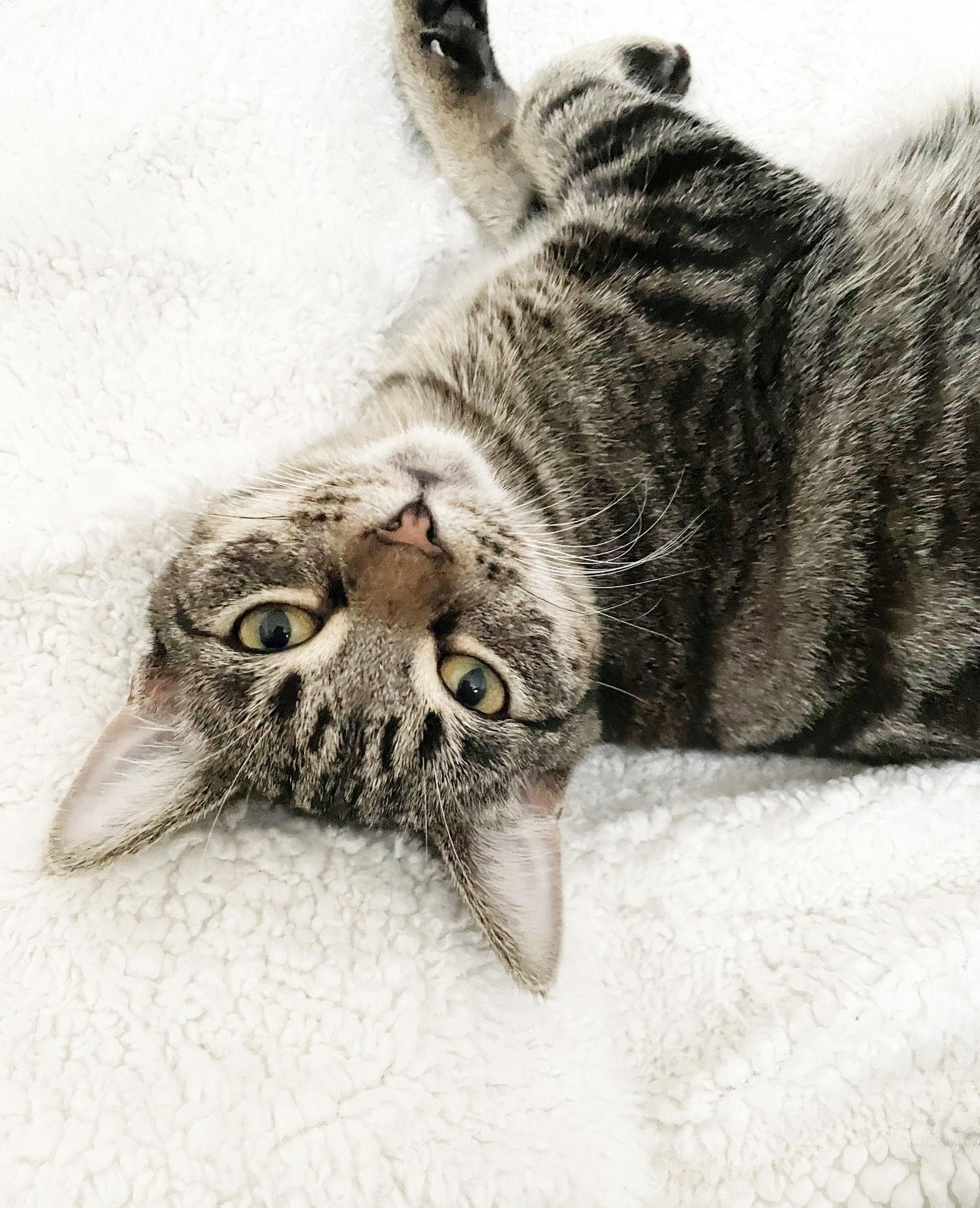 Enlarge Apple II, a Adoptable Tabby in Alameda, CA image 2/3