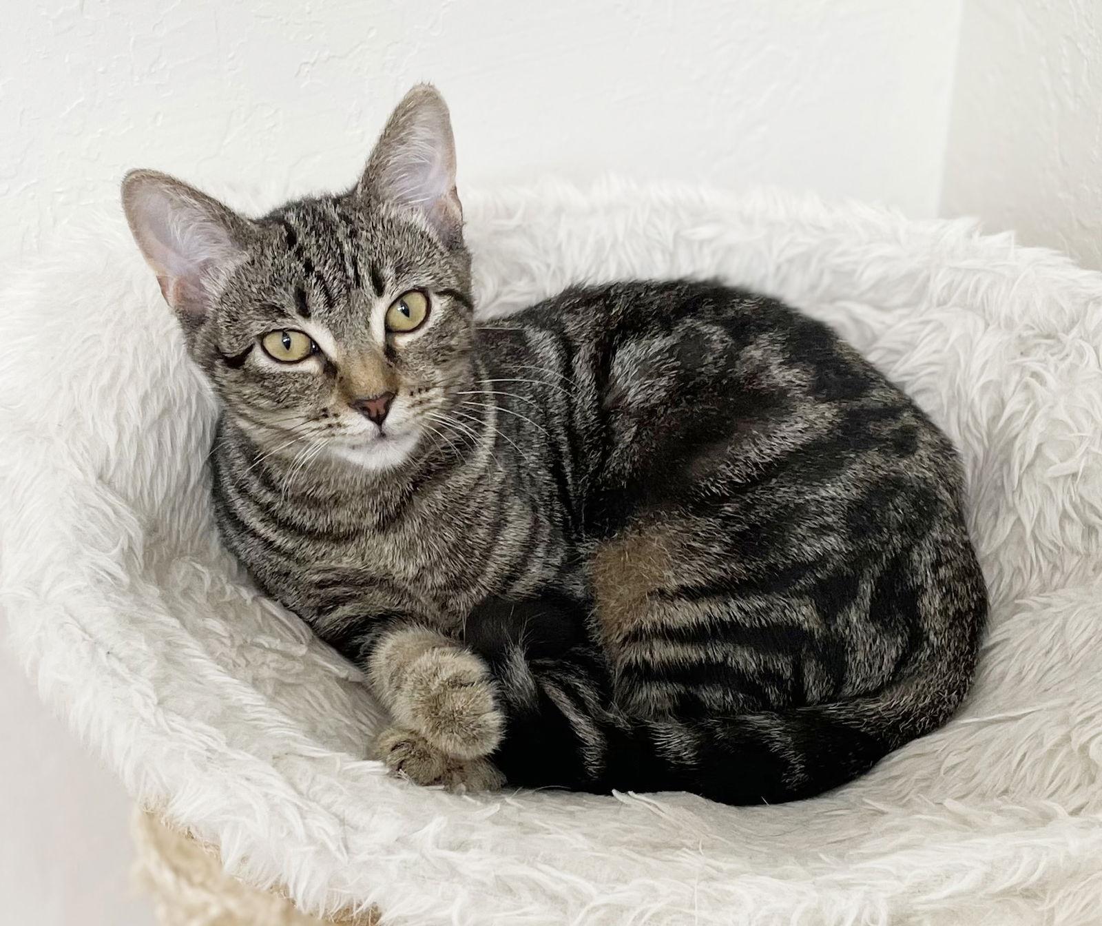 Enlarge Apple II, a Adoptable Tabby in Alameda, CA image 3/3