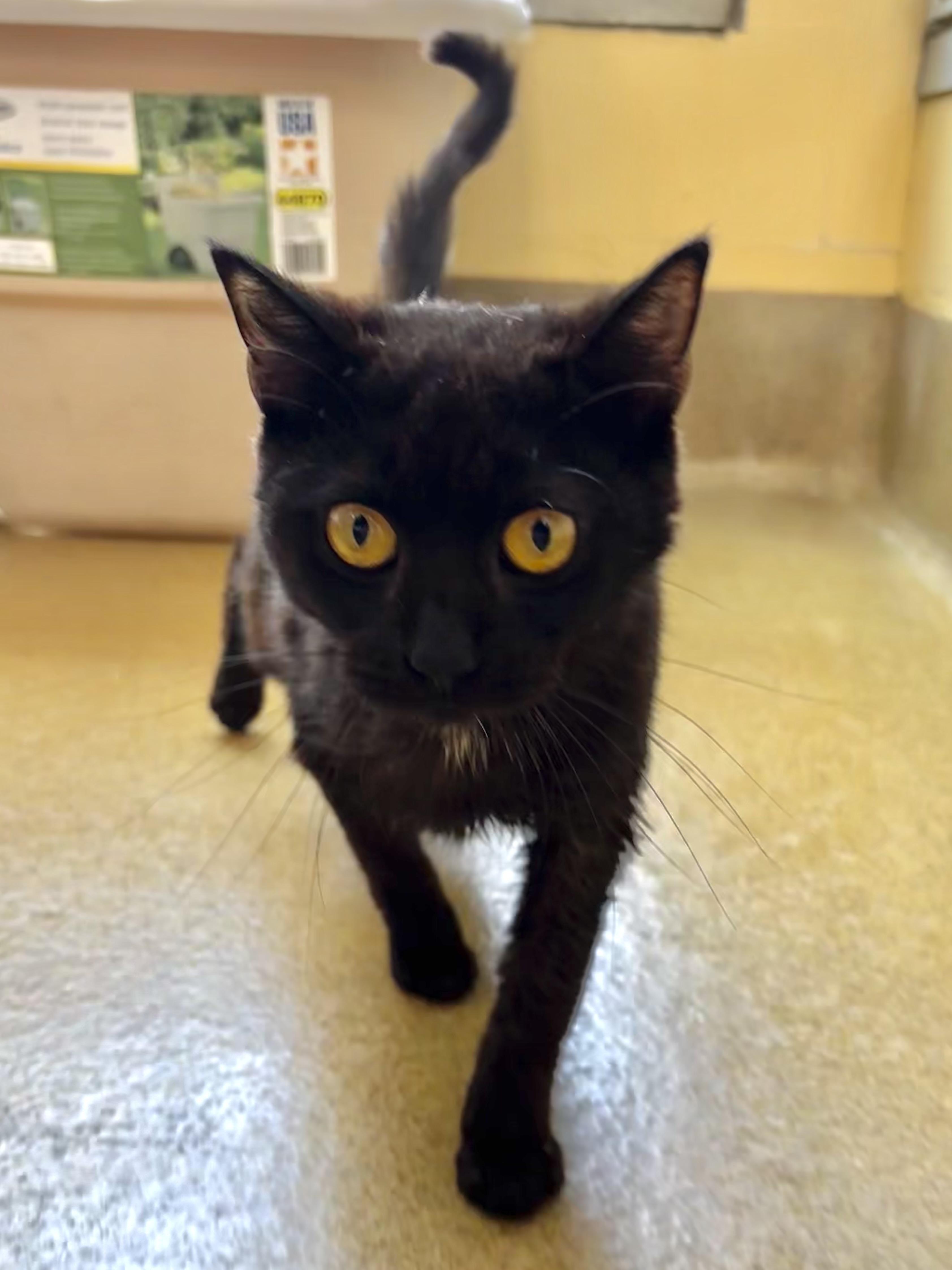 Enlarge Durchie, a Adoptable Domestic Short Hair in Eatontown, NJ image 5/5