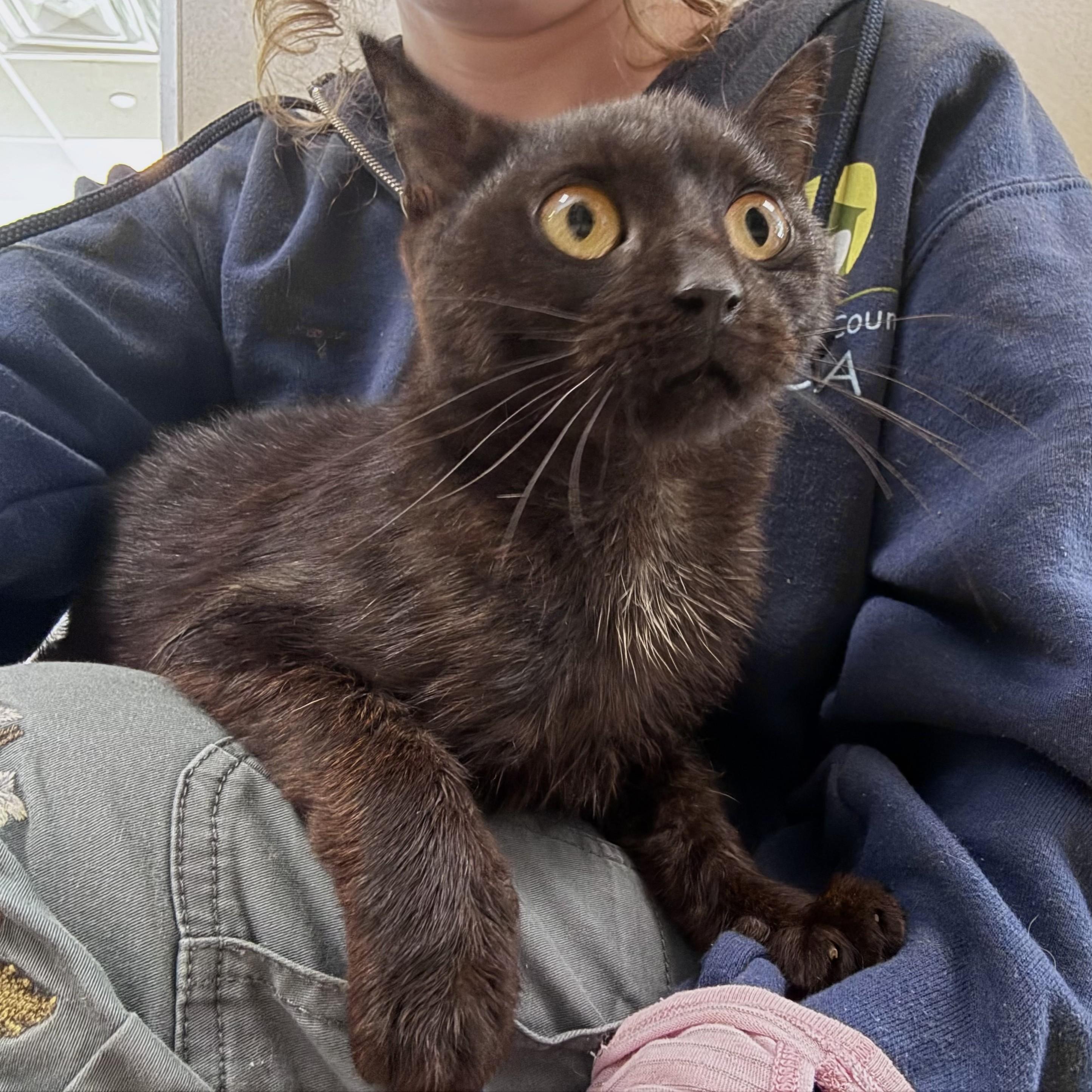 Enlarge Durchie, a Adoptable Domestic Short Hair in Eatontown, NJ image 2/5