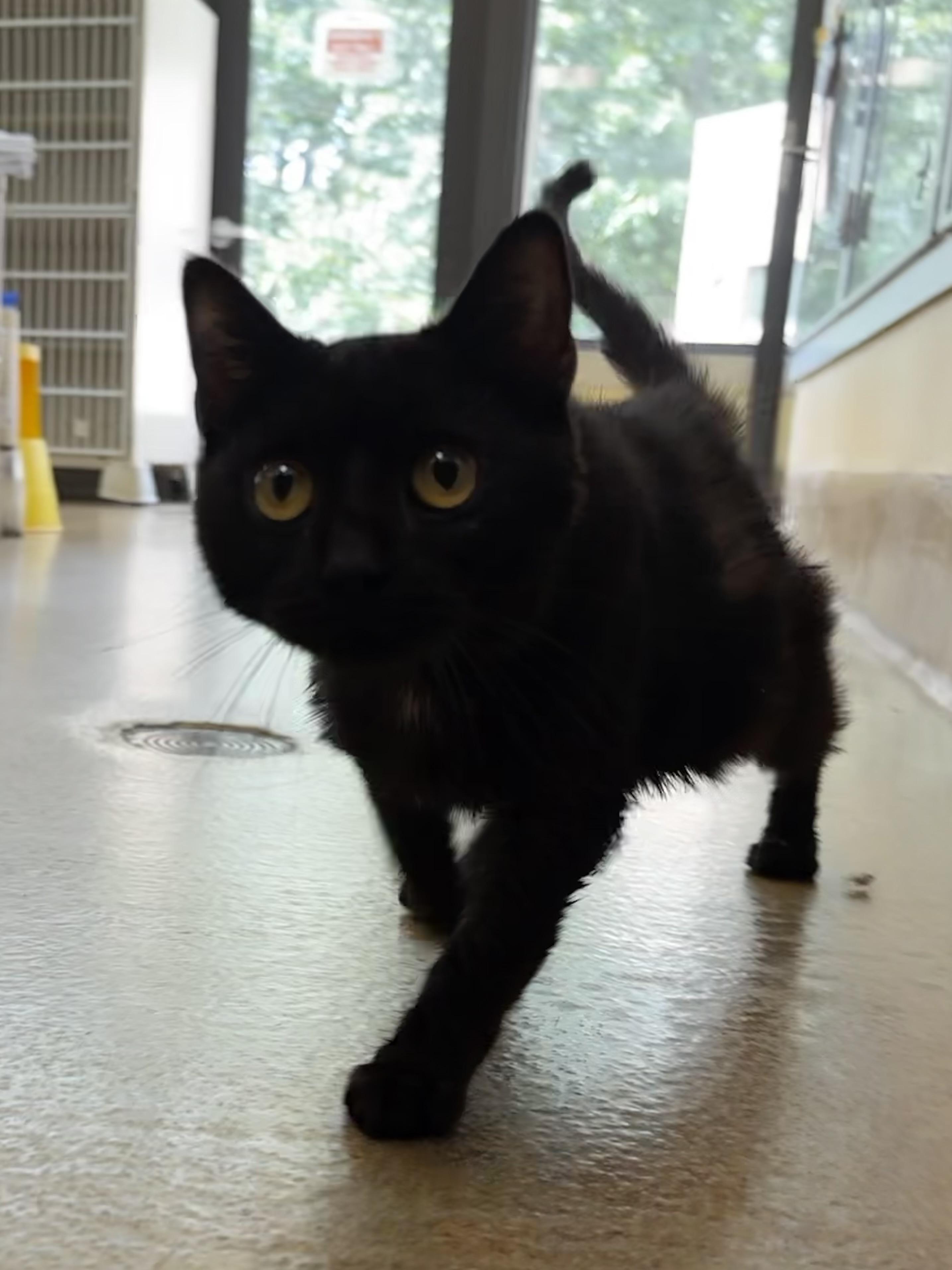 Enlarge Durchie, a Adoptable Domestic Short Hair in Eatontown, NJ image 4/5