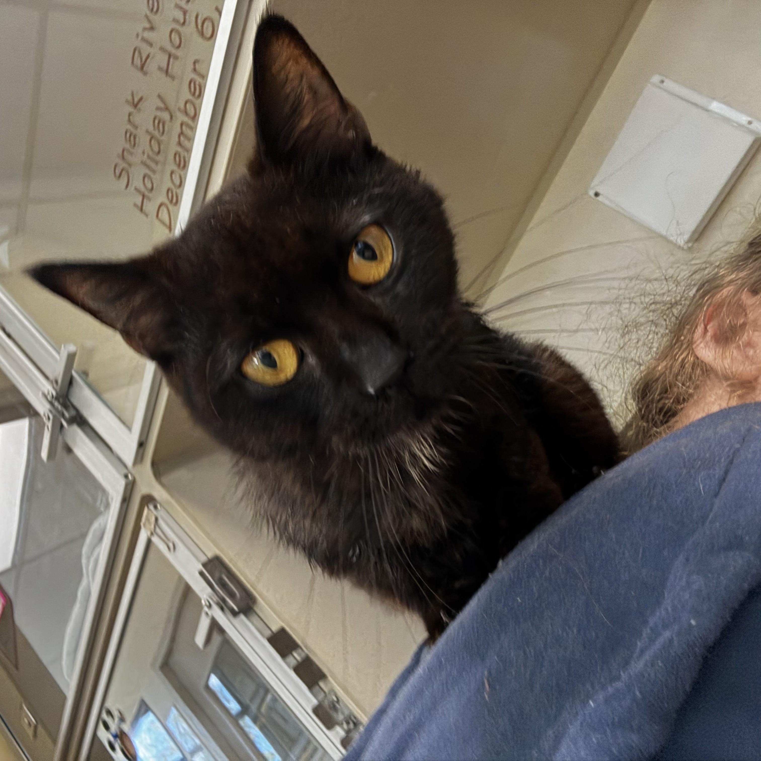 Enlarge Durchie, a Adoptable Domestic Short Hair in Eatontown, NJ image 3/5