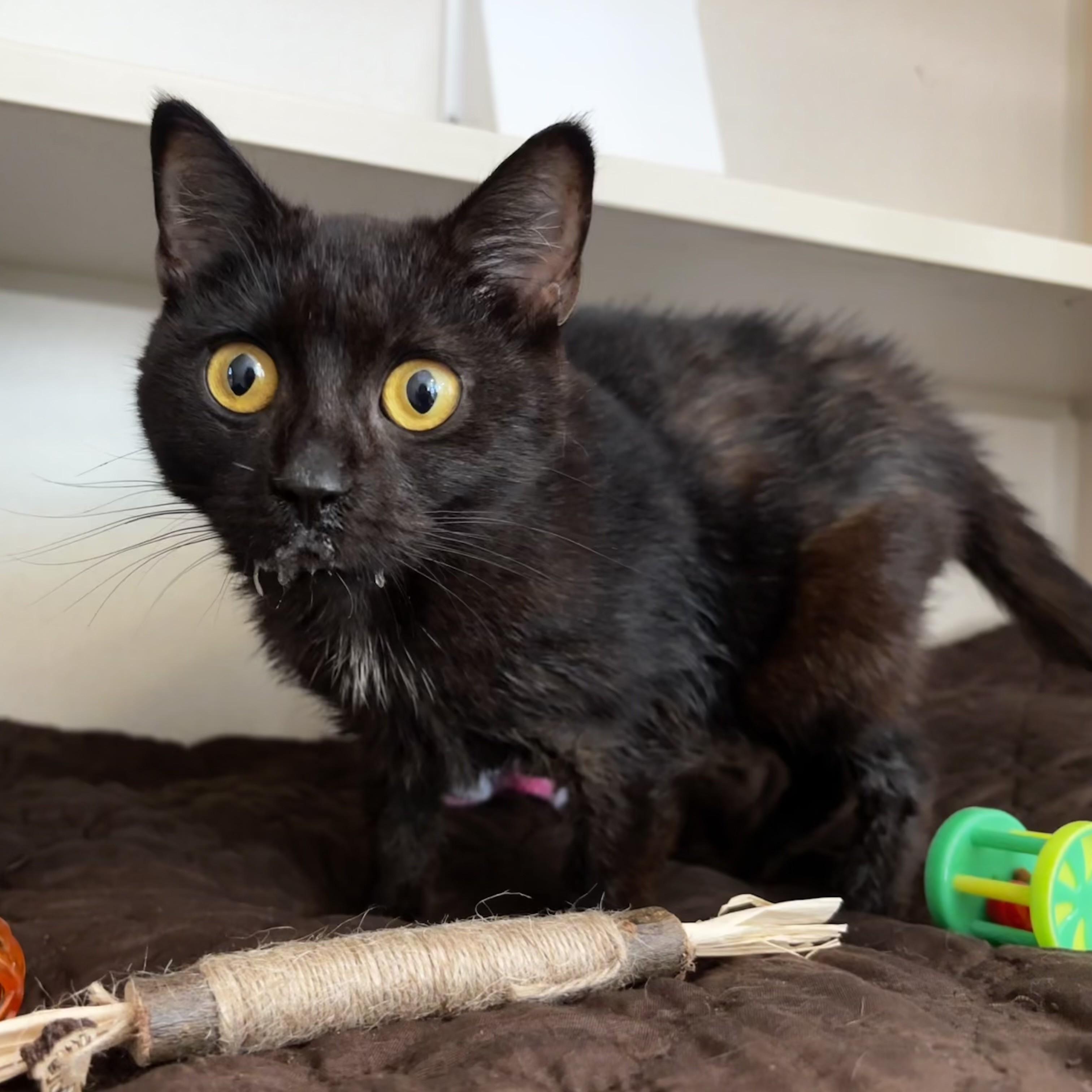Enlarge Durchie, a Adoptable Domestic Short Hair in Eatontown, NJ image 1/5
