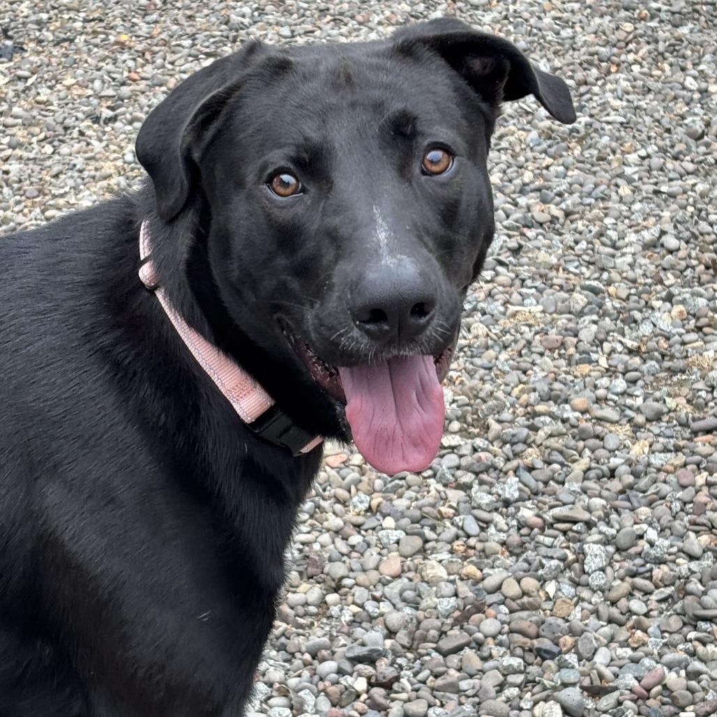 Koda, Adoptable, Young Male Mixed Breed.
