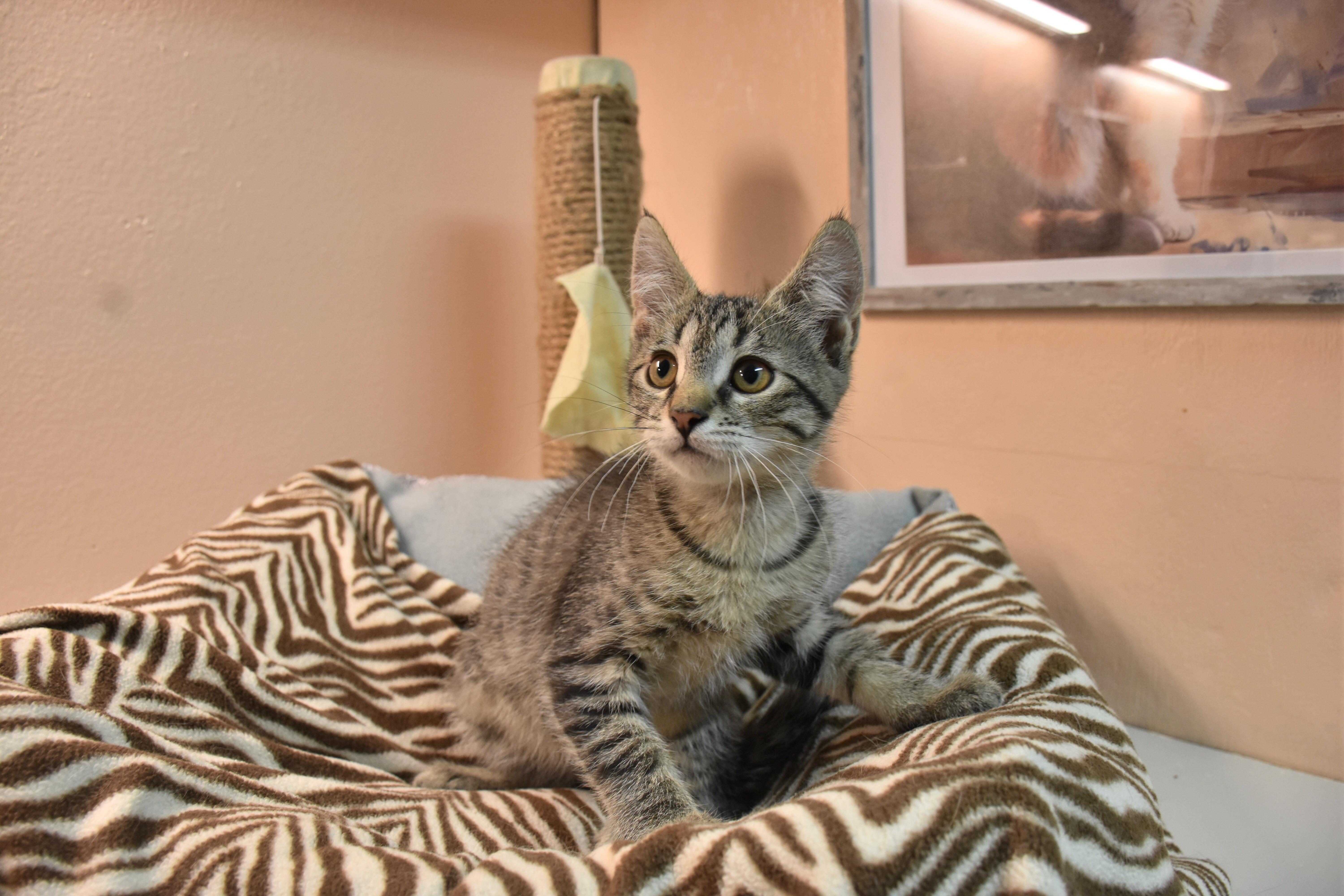 Enlarge Phoebe, a ADOPTABLE Domestic Short Hair in North Judson, IN image 1/1