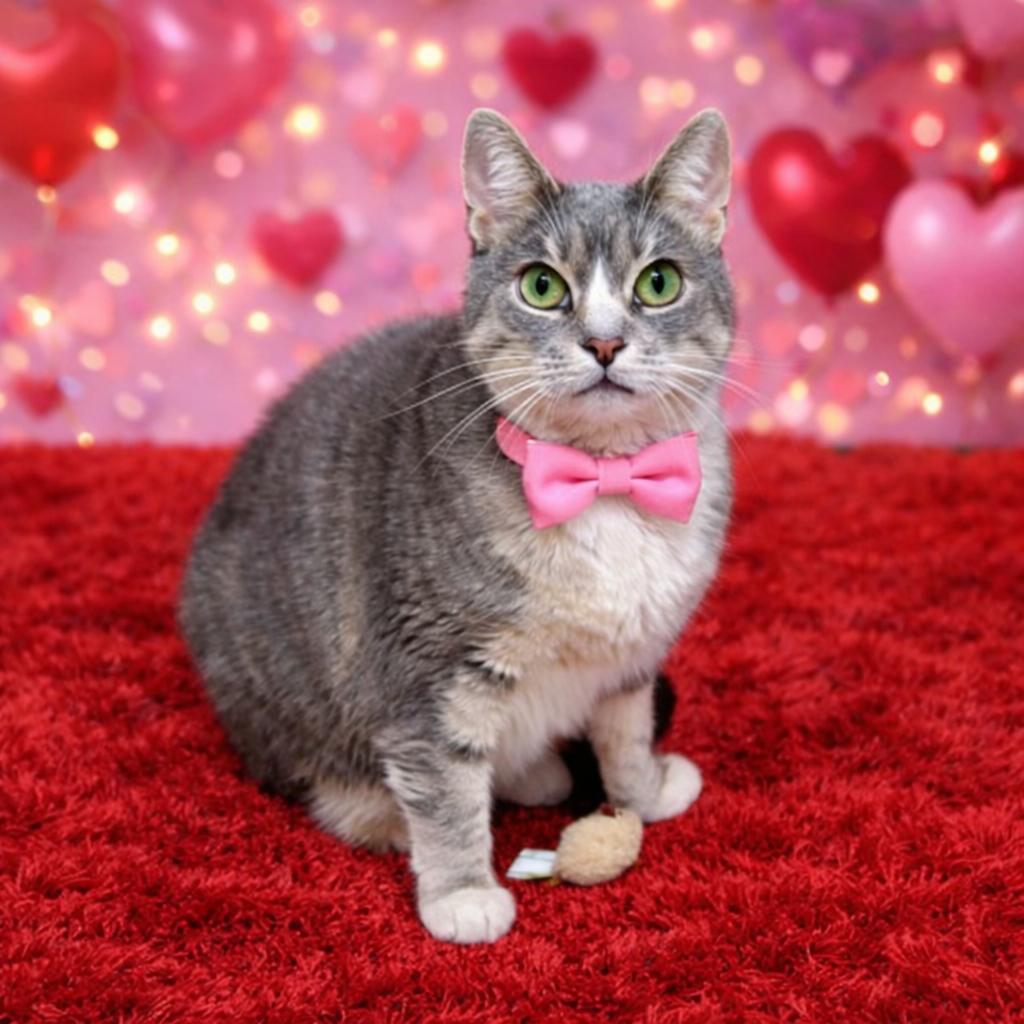 Epiphany, Adoptable, Adult Female Domestic Short Hair & Domestic Short Hair.