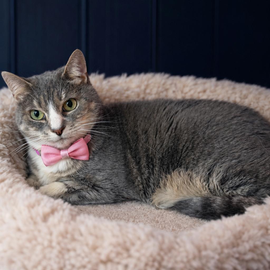 Enlarge Epiphany, a Adoptable mixed breed in Binghamton, NY image 1/3