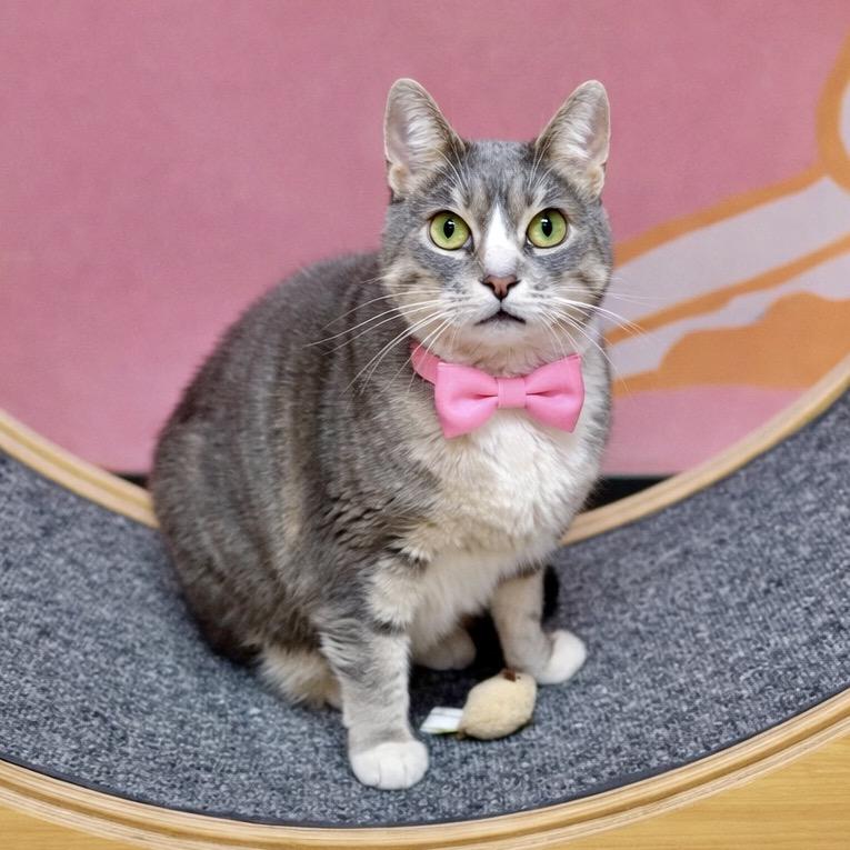 Enlarge Epiphany, a Adoptable mixed breed in Binghamton, NY image 2/3