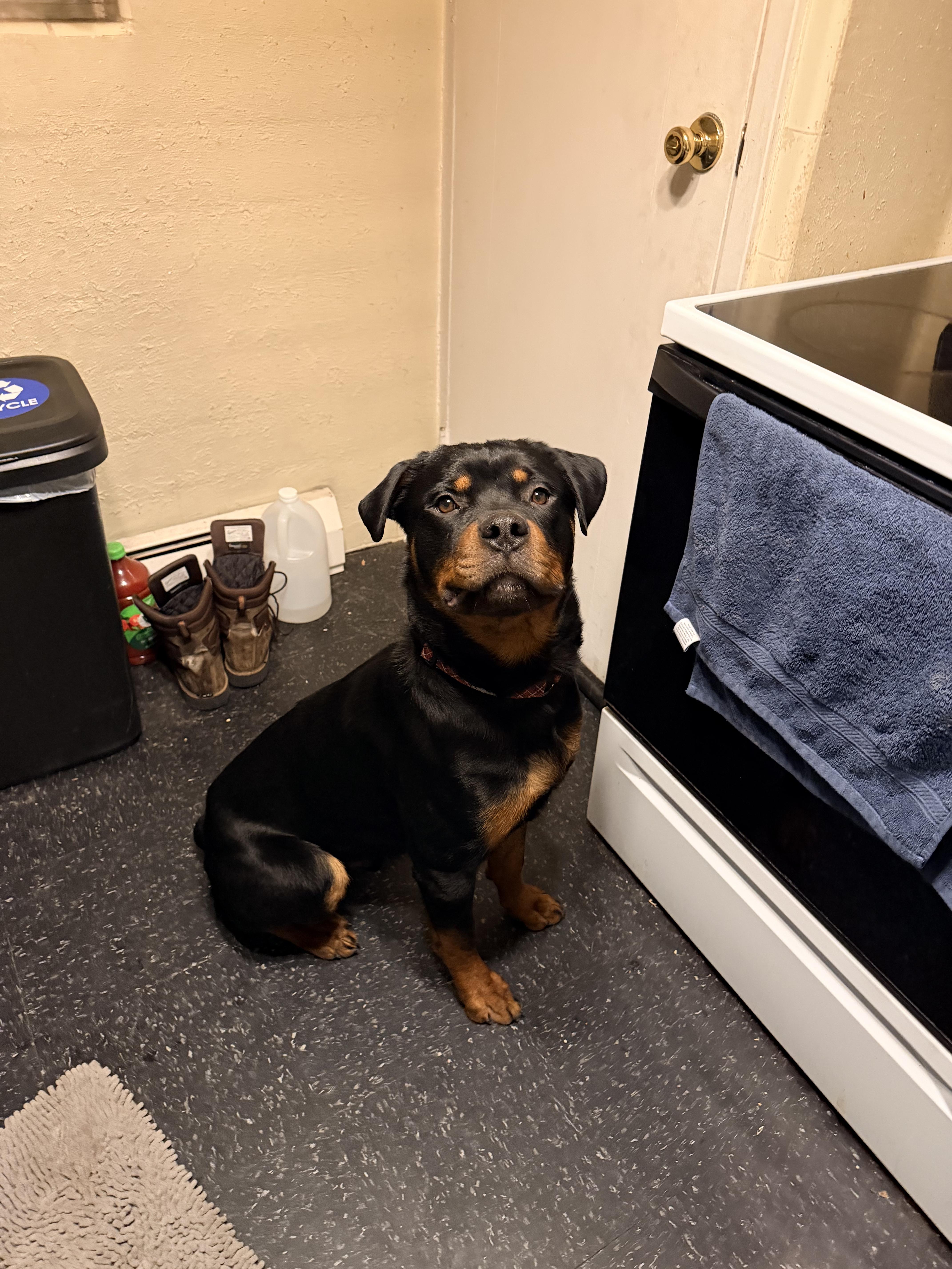 Rambo, a ADOPTABLE Rottweiler in Cuddebackville, NY image 4/4
