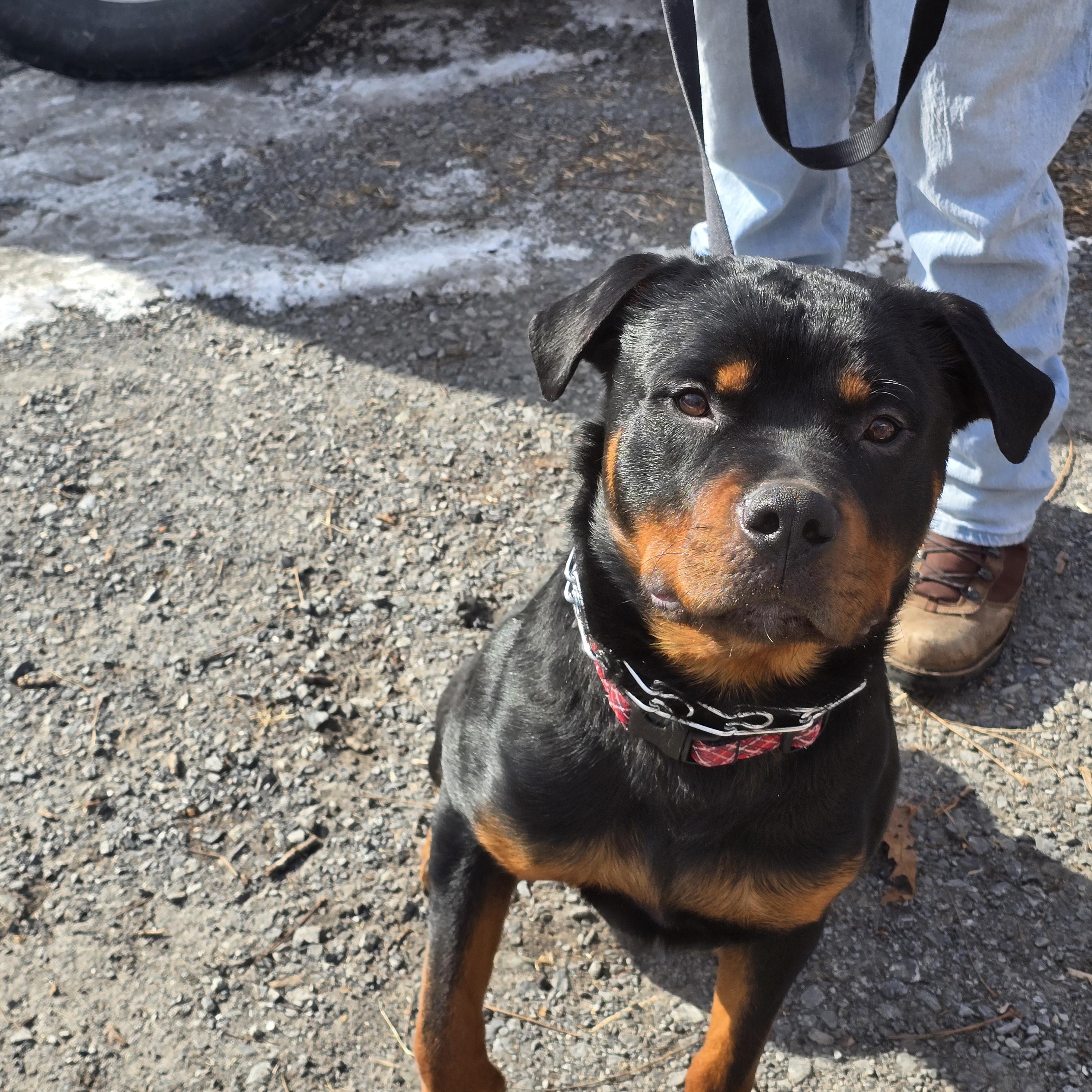 Rambo, a ADOPTABLE Rottweiler in Cuddebackville, NY image 2/4