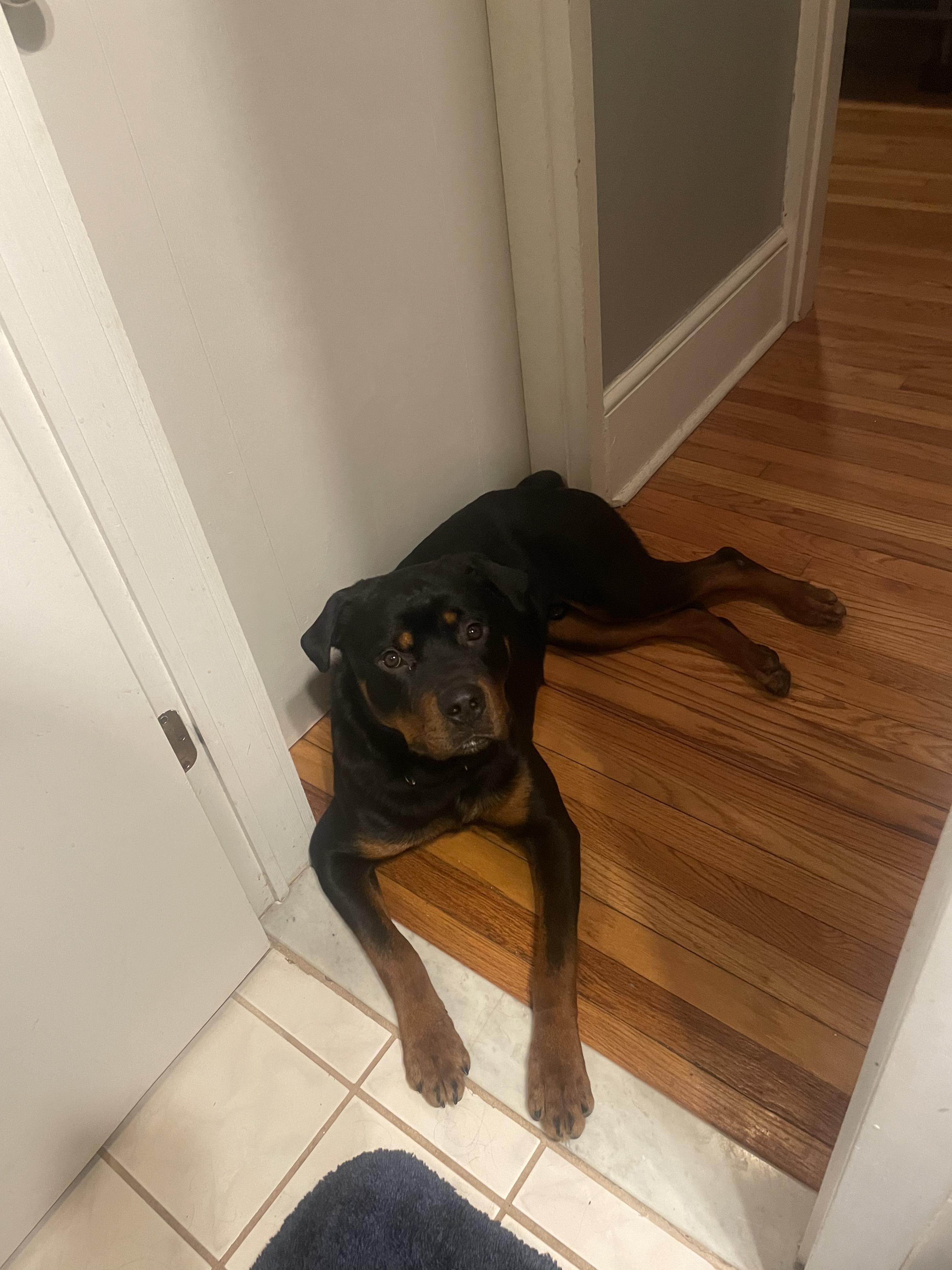 Rambo, ADOPTABLE, Young Male Rottweiler.