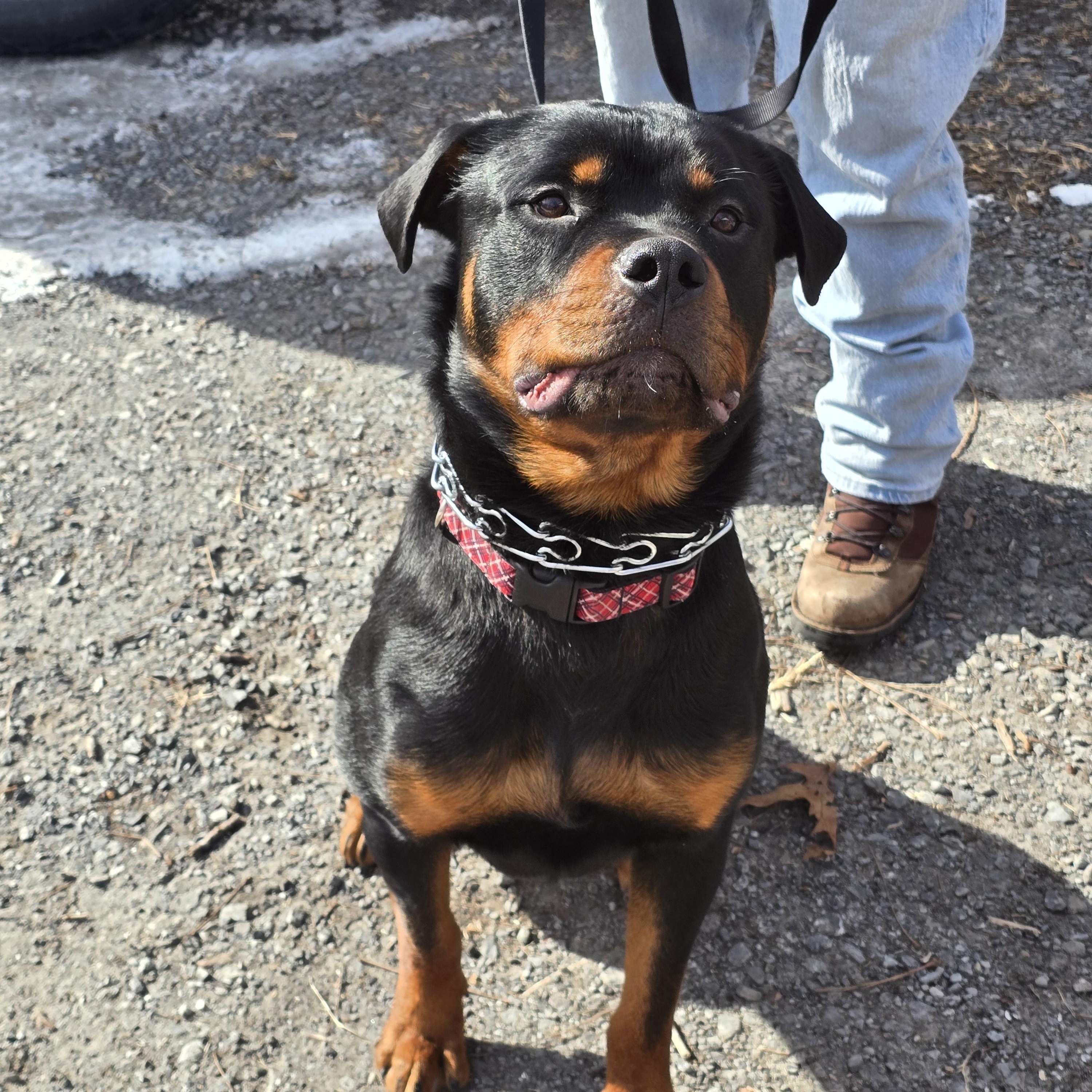 Rambo, a ADOPTABLE Rottweiler in Cuddebackville, NY image 3/4