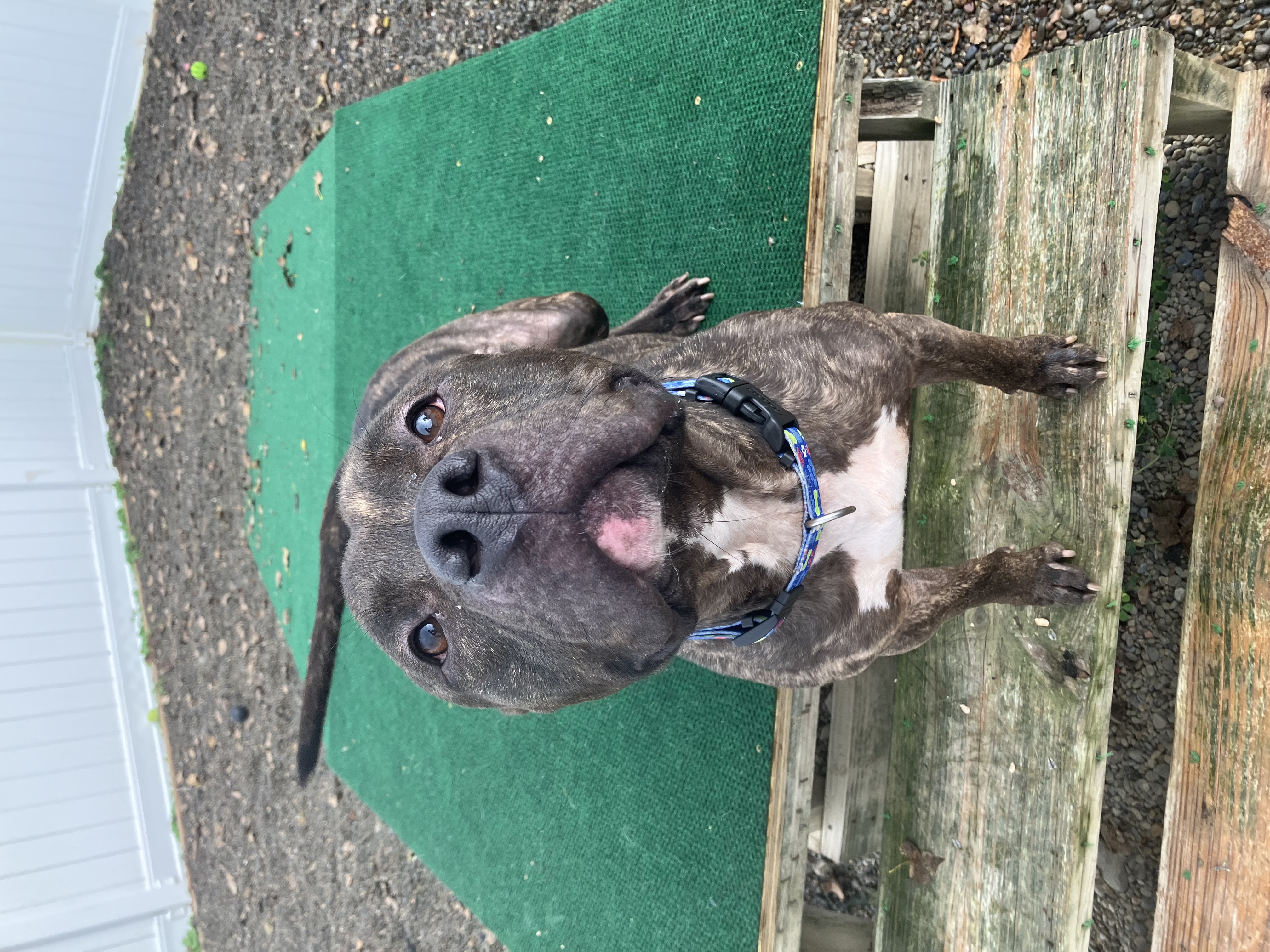 Enlarge Achilles, a Adoptable Mixed Breed in Binghamton, NY image 1/1