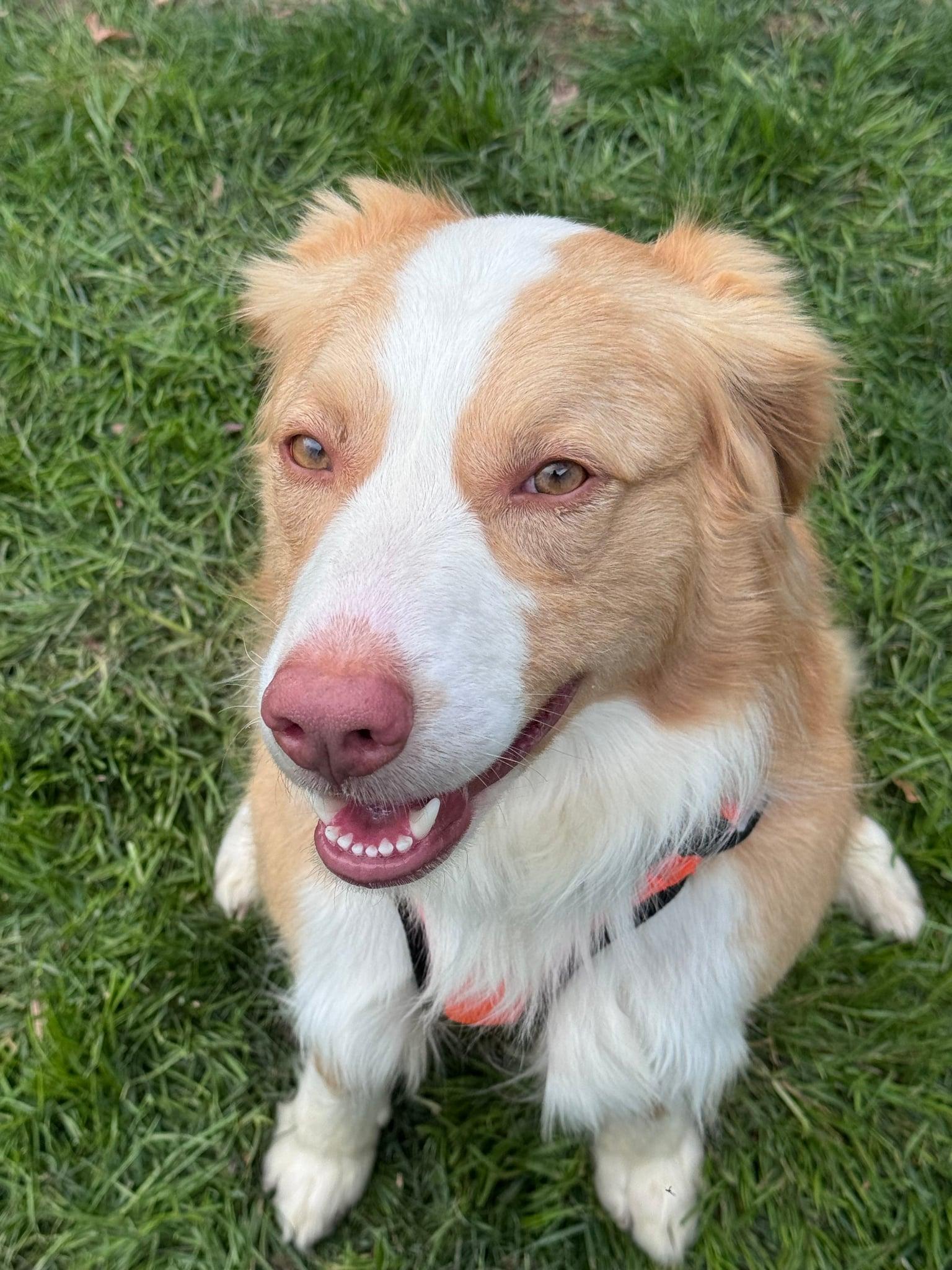 Milo, an adopted Australian Shepherd in Kingsport, TN image 4/4