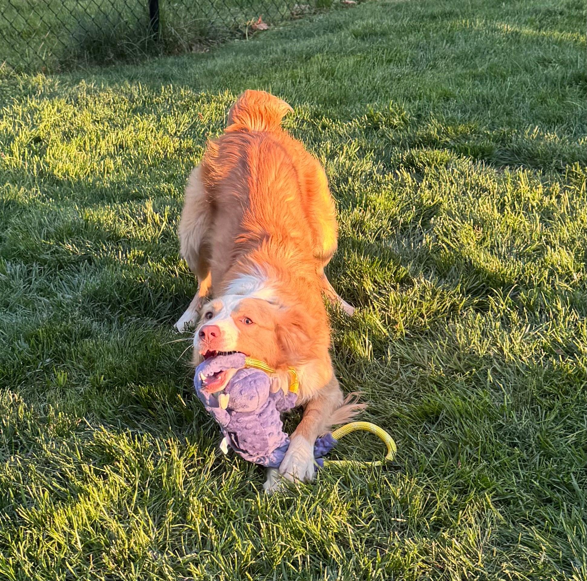 Milo, an adopted Australian Shepherd in Kingsport, TN image 3/4