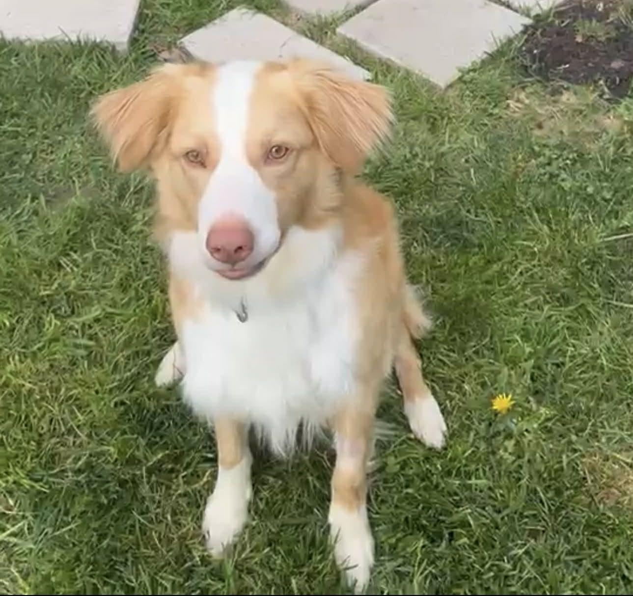 Milo, adopted, Young Male Australian Shepherd.
