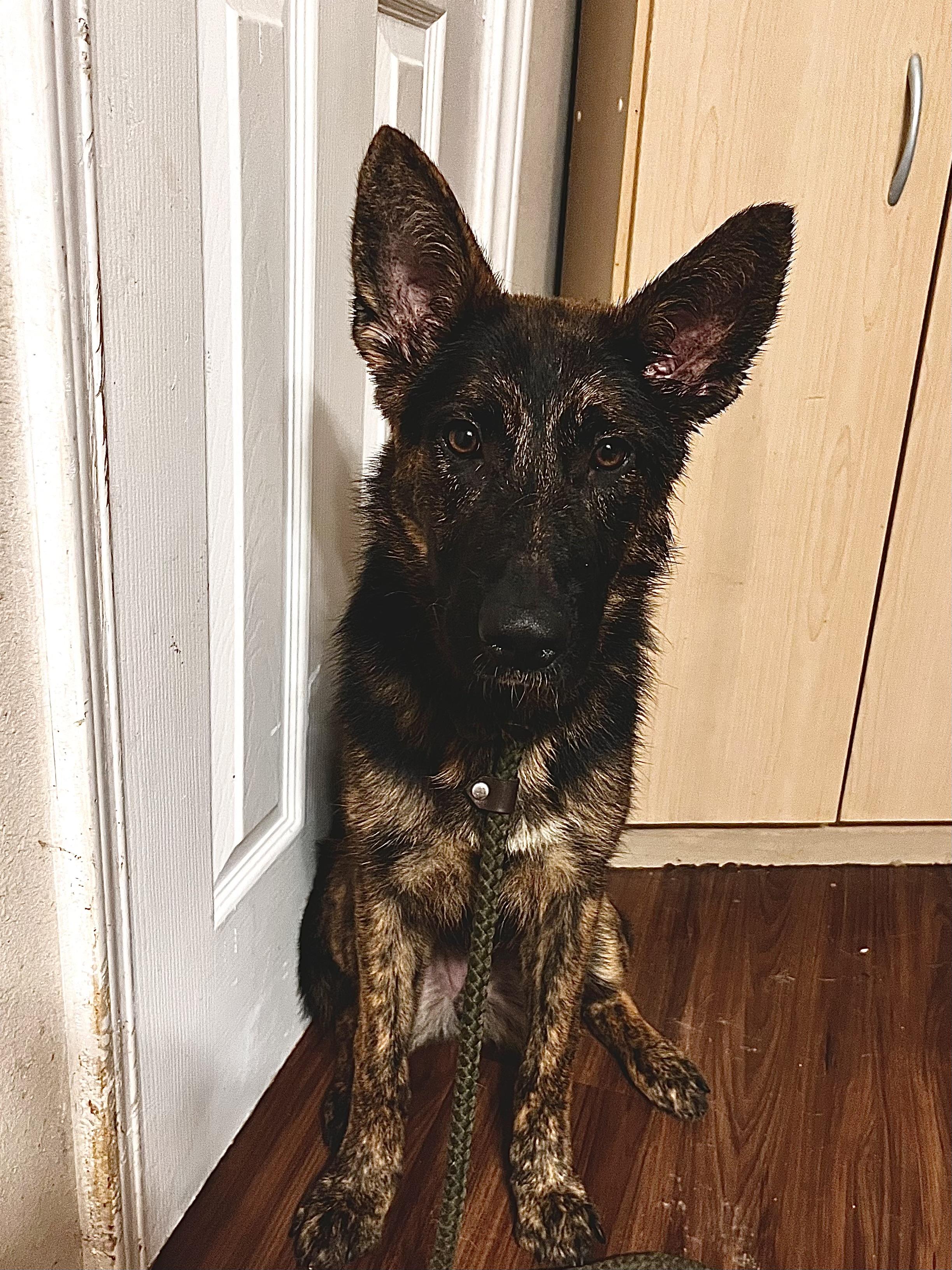 Enlarge Lola, an adopted mixed breed in New Caney, TX image 3/3