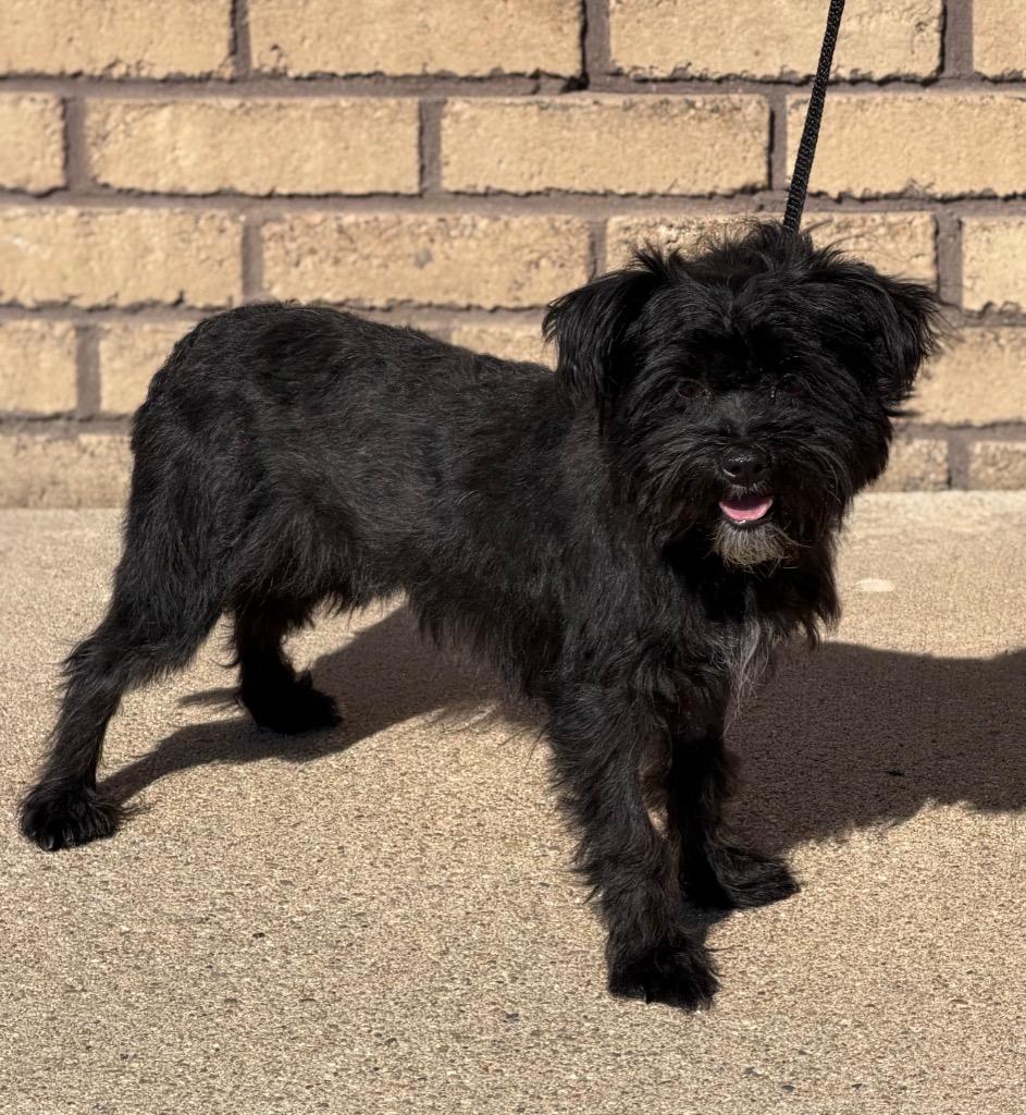 Winston, Adoptable, Young Male Miniature Schnauzer.