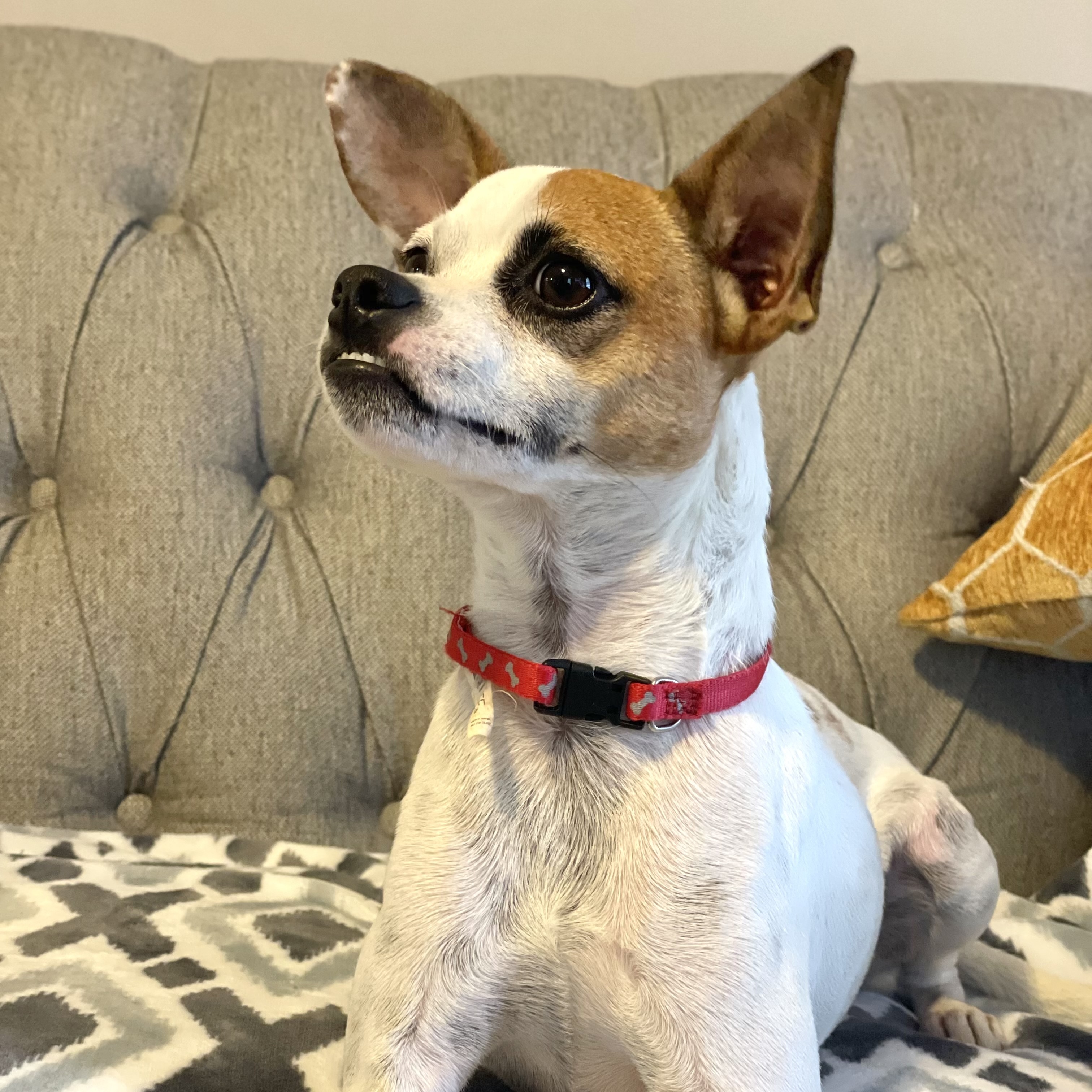 Dog for adoption ACE, a Jack Russell Terrier & Chihuahua Mix in