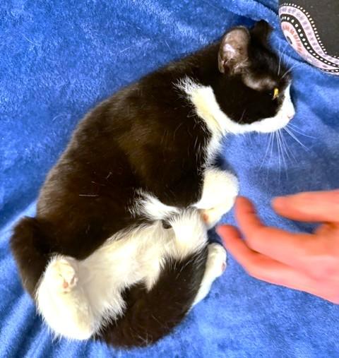 LOVING LEMUR - SNUGGLY SIBERIAN! — thumbnail 4