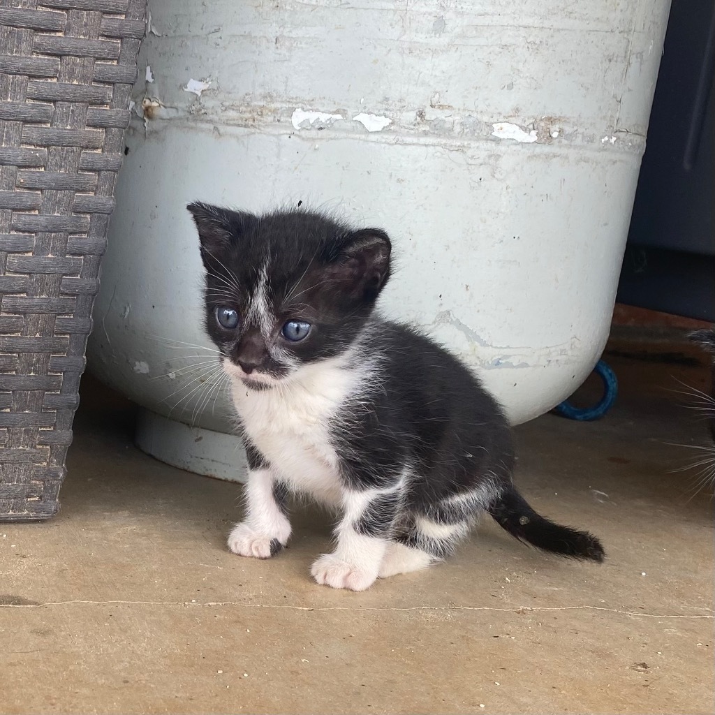 Penny, Adopted, Kitten Female Domestic Short Hair.