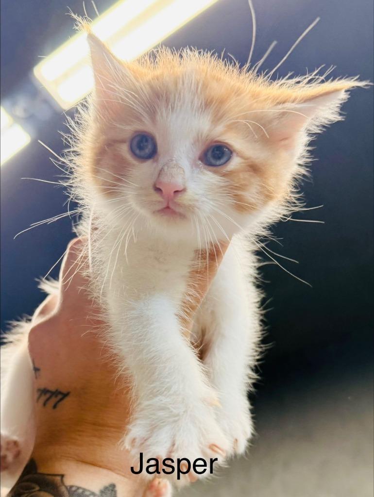 Jasper, Adoptable, Kitten Male Domestic Short Hair.