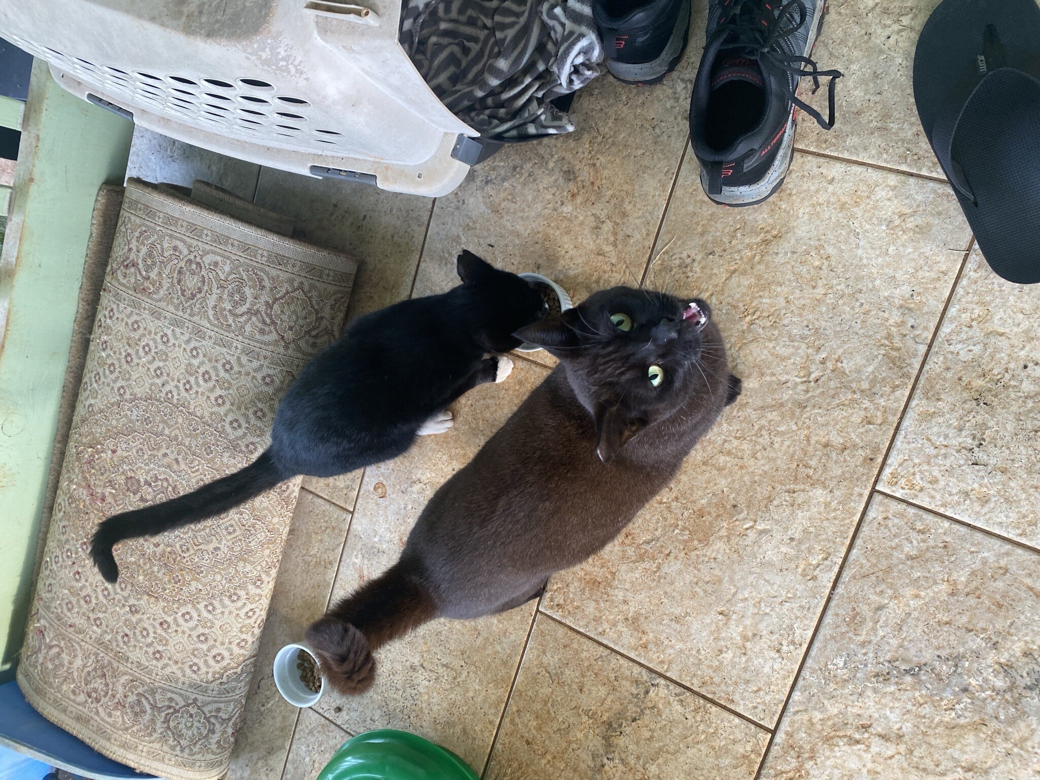 Scooby, Adoptable, Young Male Domestic Short Hair.