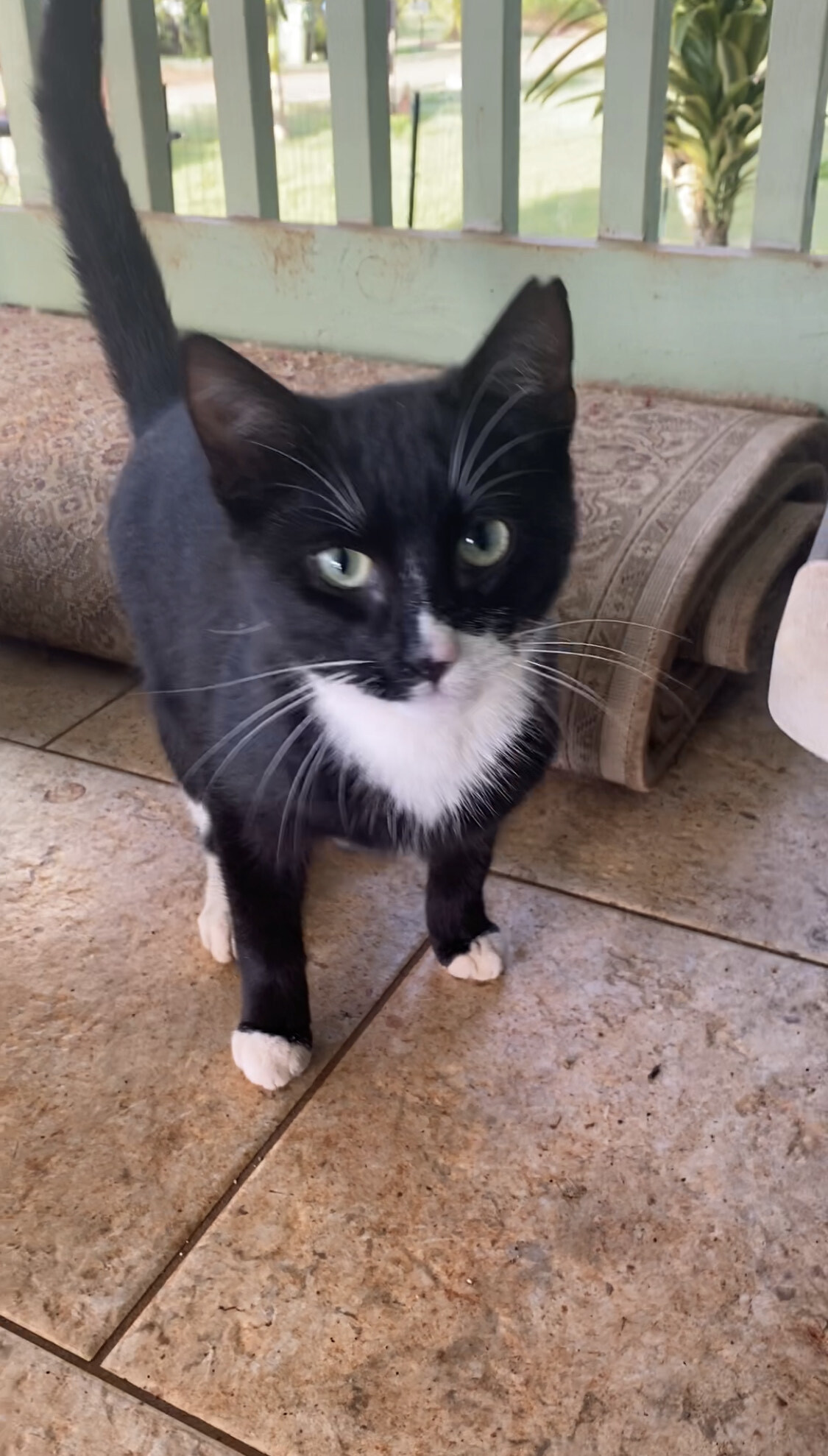 Scooby, a Adoptable Domestic Short Hair in Mililani, HI image 2/10