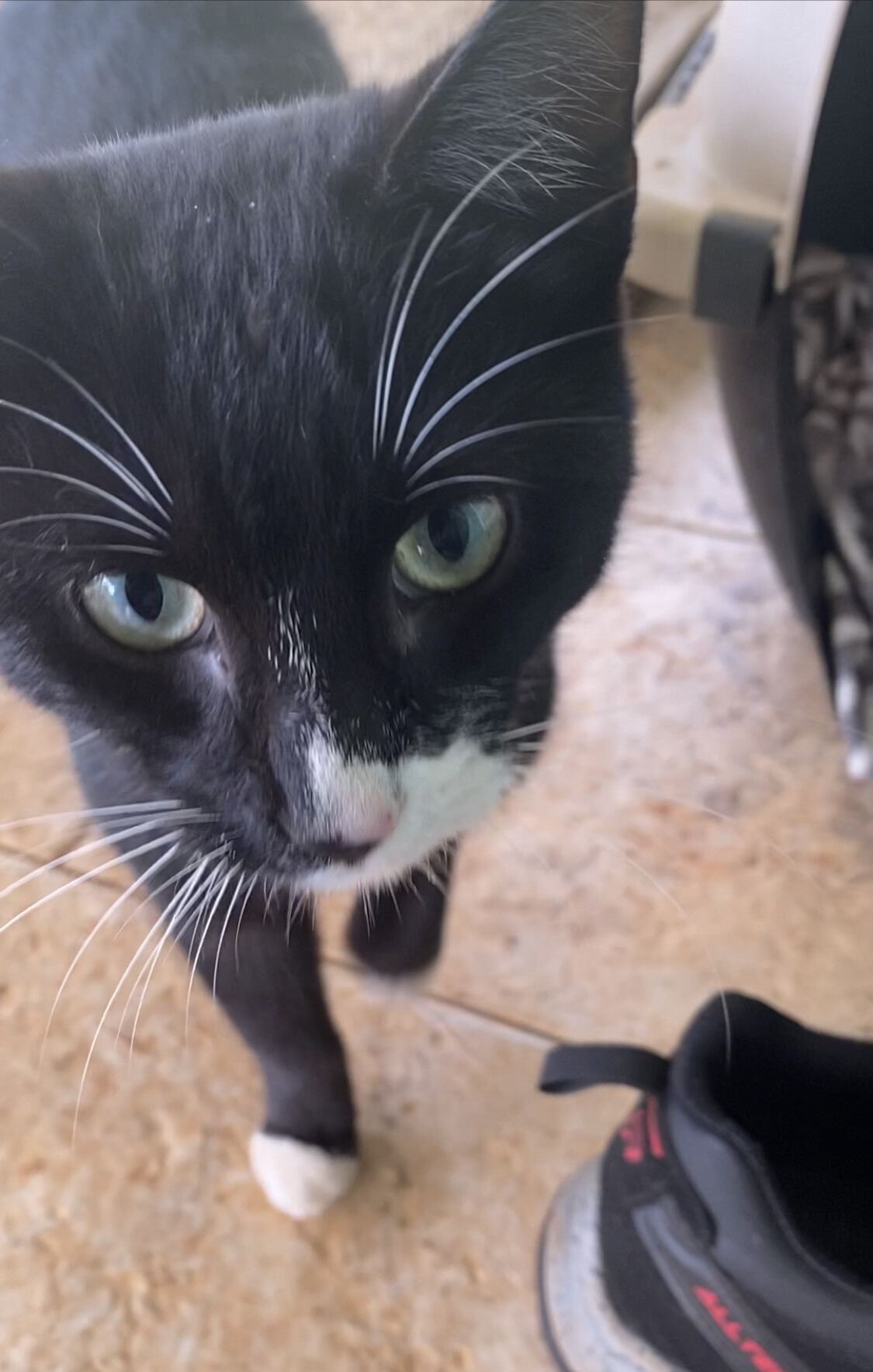 Scooby, a Adoptable Domestic Short Hair in Mililani, HI image 3/10