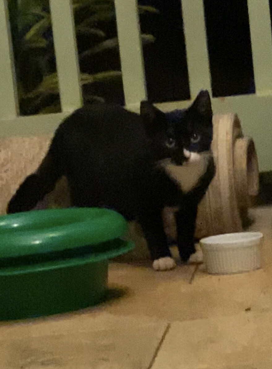 Scooby, a Adoptable Domestic Short Hair in Mililani, HI image 4/10