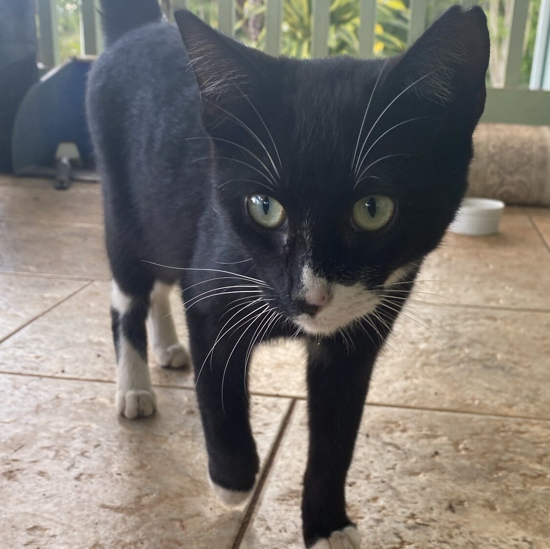 Scooby, a Adoptable Domestic Short Hair in Mililani, HI image 5/10