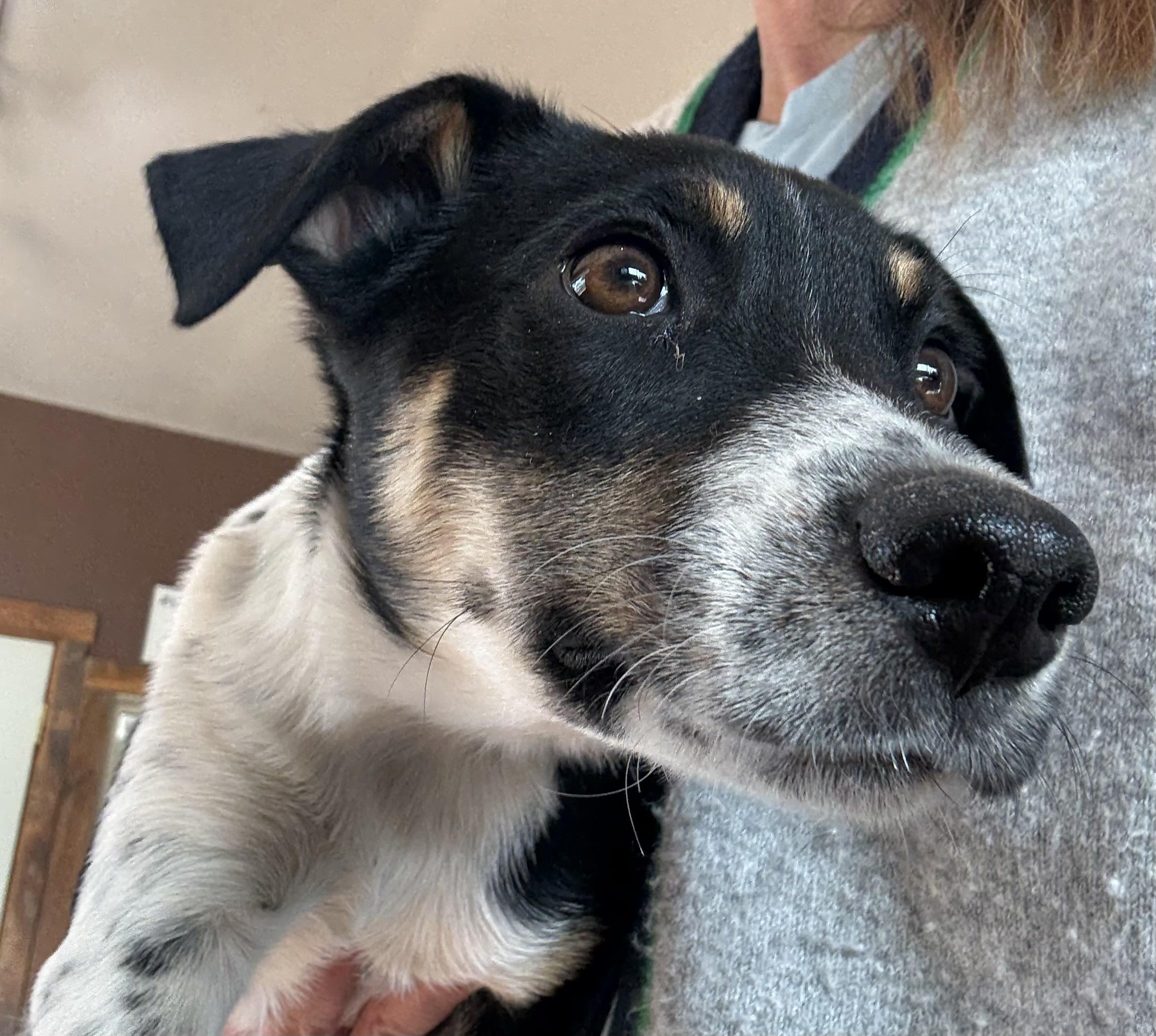 Enlarge Biscuit, a ADOPTABLE mixed breed in Crested Butte , CO image 1/1