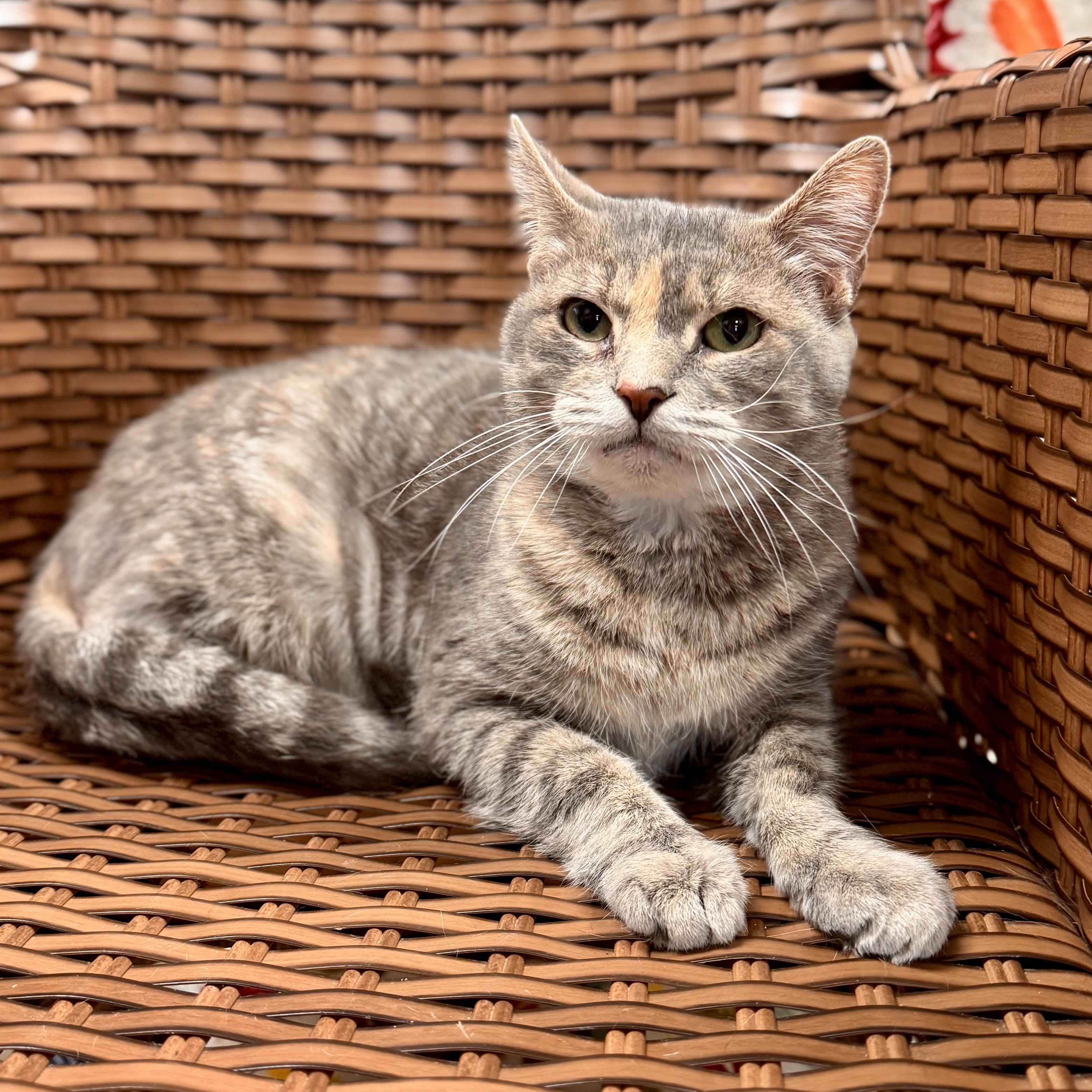 Sammie, a Adoptable Domestic Short Hair in Midland, MI image 2/3