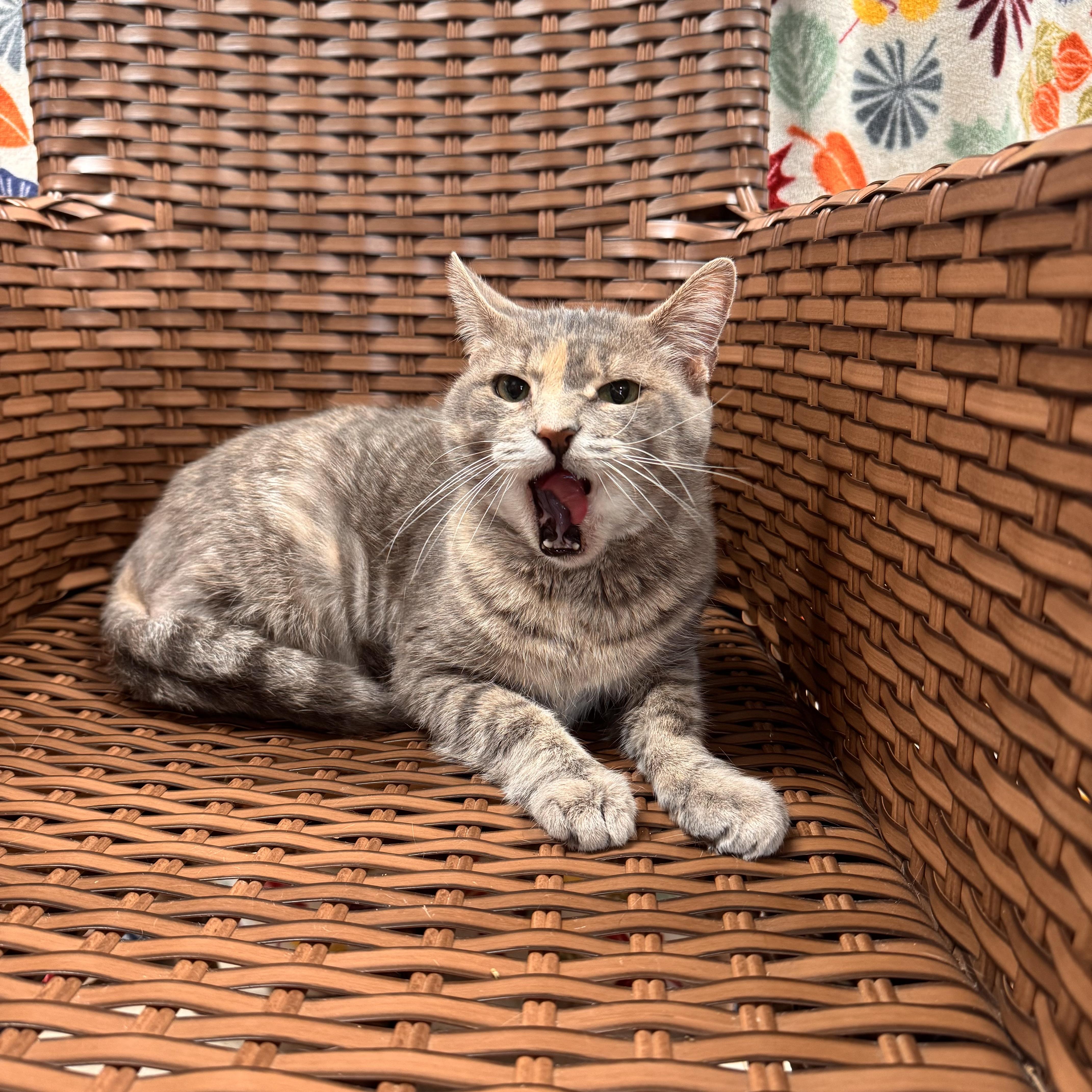 Sammie, a Adoptable Domestic Short Hair in Midland, MI image 3/3