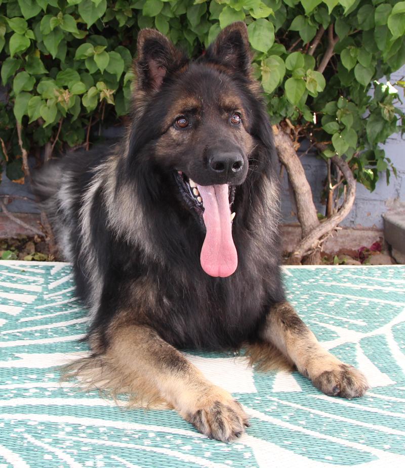 Enlarge *Bear von Brienz, a Adoptable German Shepherd Dog in Los Angeles, CA image 4/6