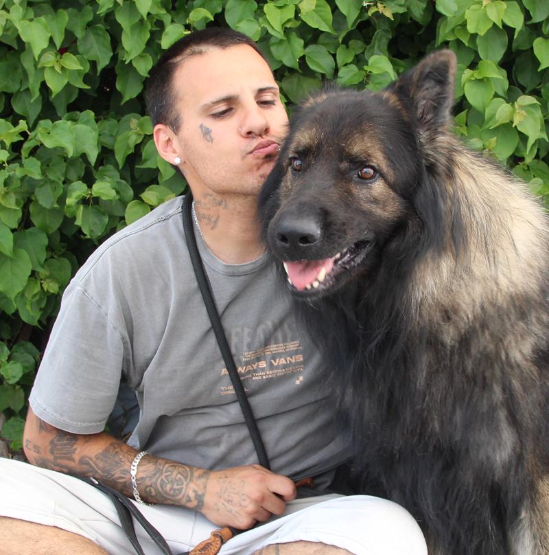 Enlarge *Bear von Brienz, a Adoptable German Shepherd Dog in Los Angeles, CA image 2/6