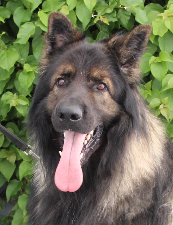 Enlarge *Bear von Brienz, a Adoptable German Shepherd Dog in Los Angeles, CA image 1/6