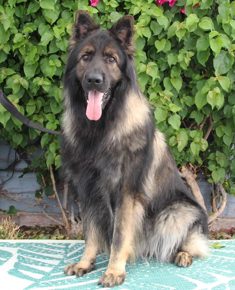 Enlarge *Bear von Brienz, a Adoptable German Shepherd Dog in Los Angeles, CA image 5/6
