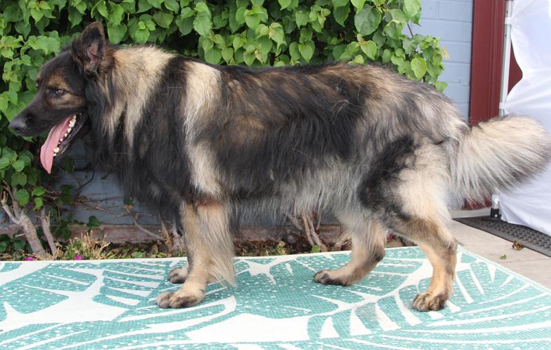 Enlarge *Bear von Brienz, a Adoptable German Shepherd Dog in Los Angeles, CA image 6/6