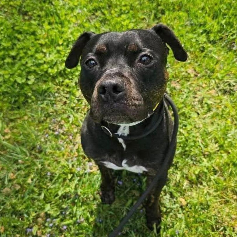 Drake, a Adoptable mixed breed in Rochester, NY image 1/4