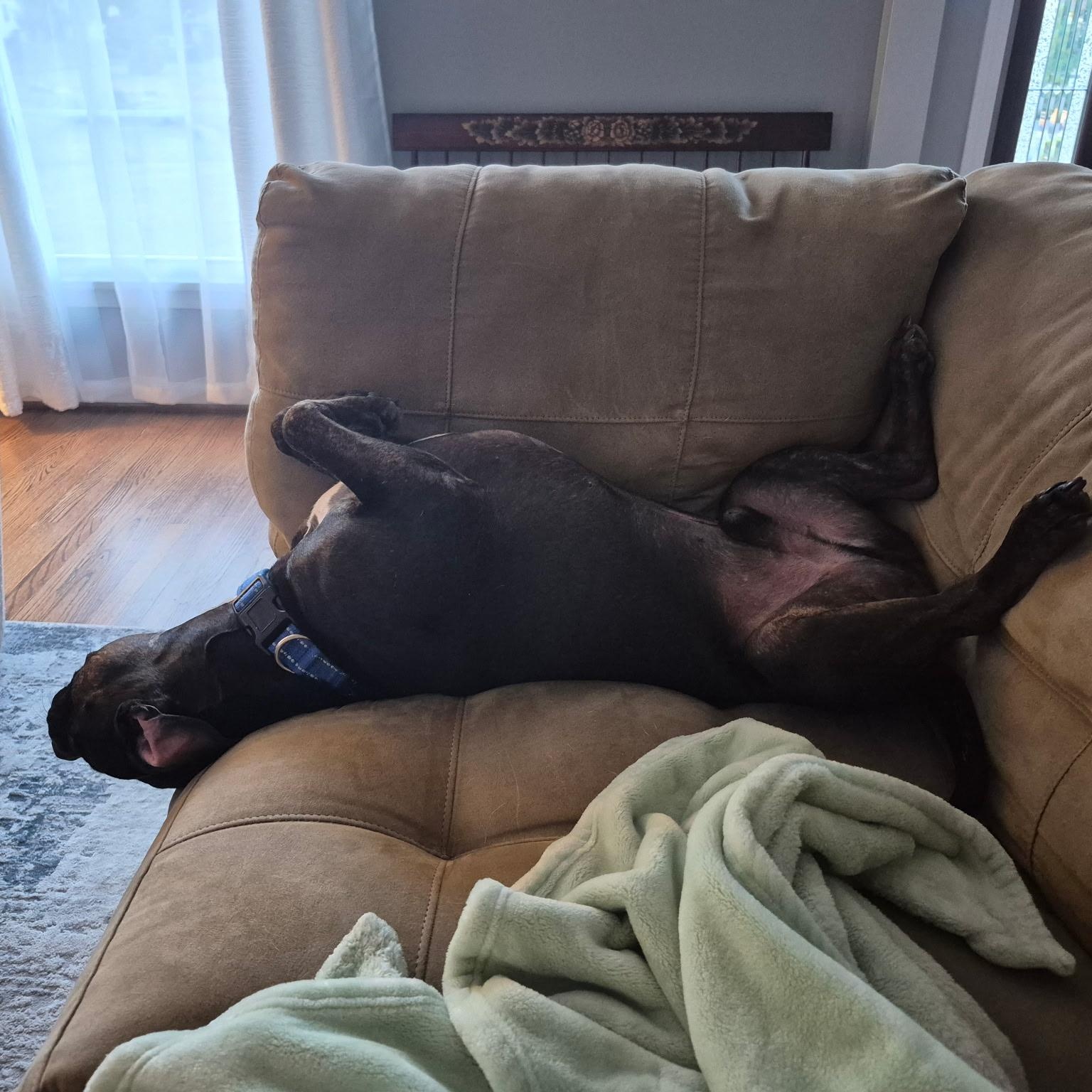 Drake, a Adoptable mixed breed in Rochester, NY image 4/4