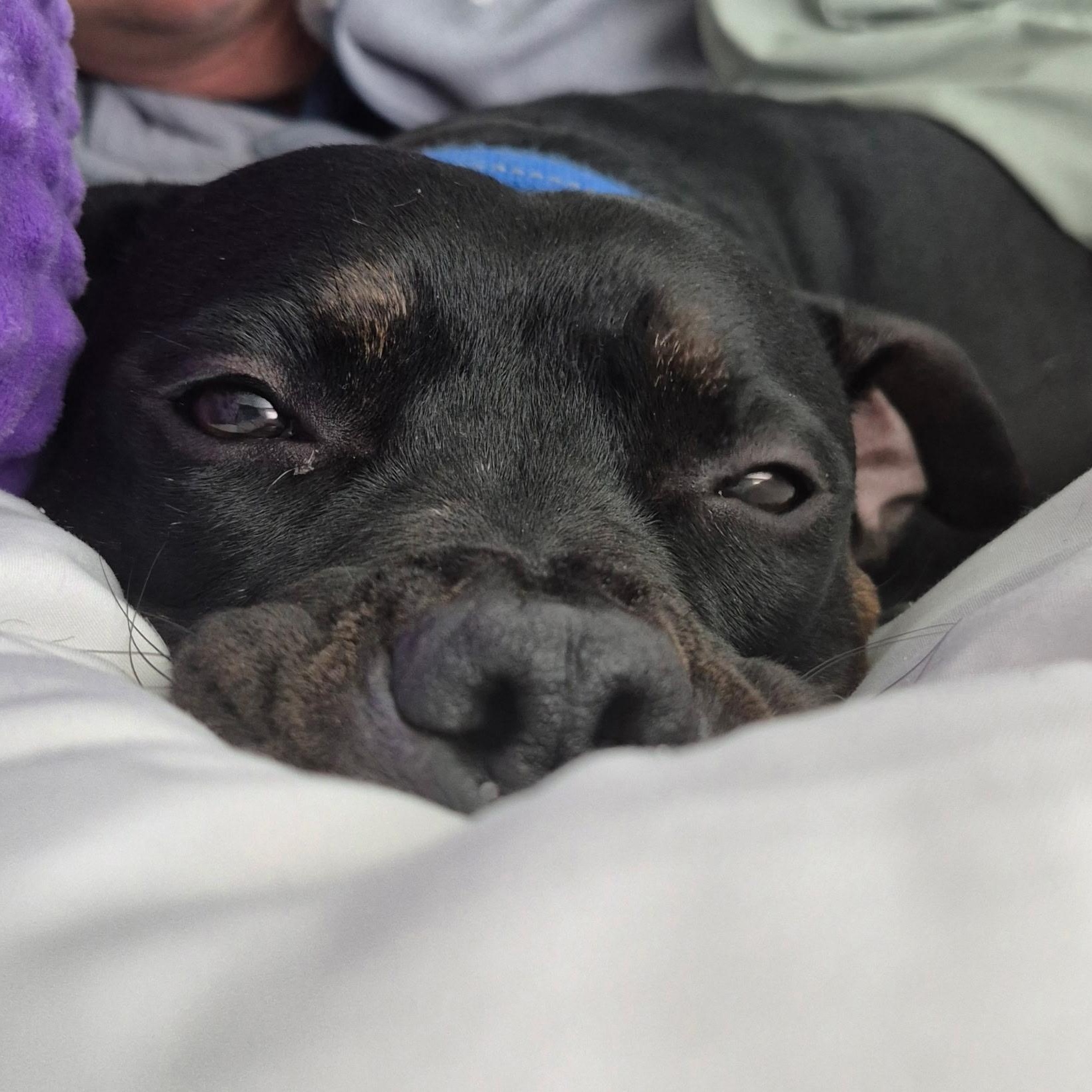 Drake, a Adoptable mixed breed in Rochester, NY image 2/4