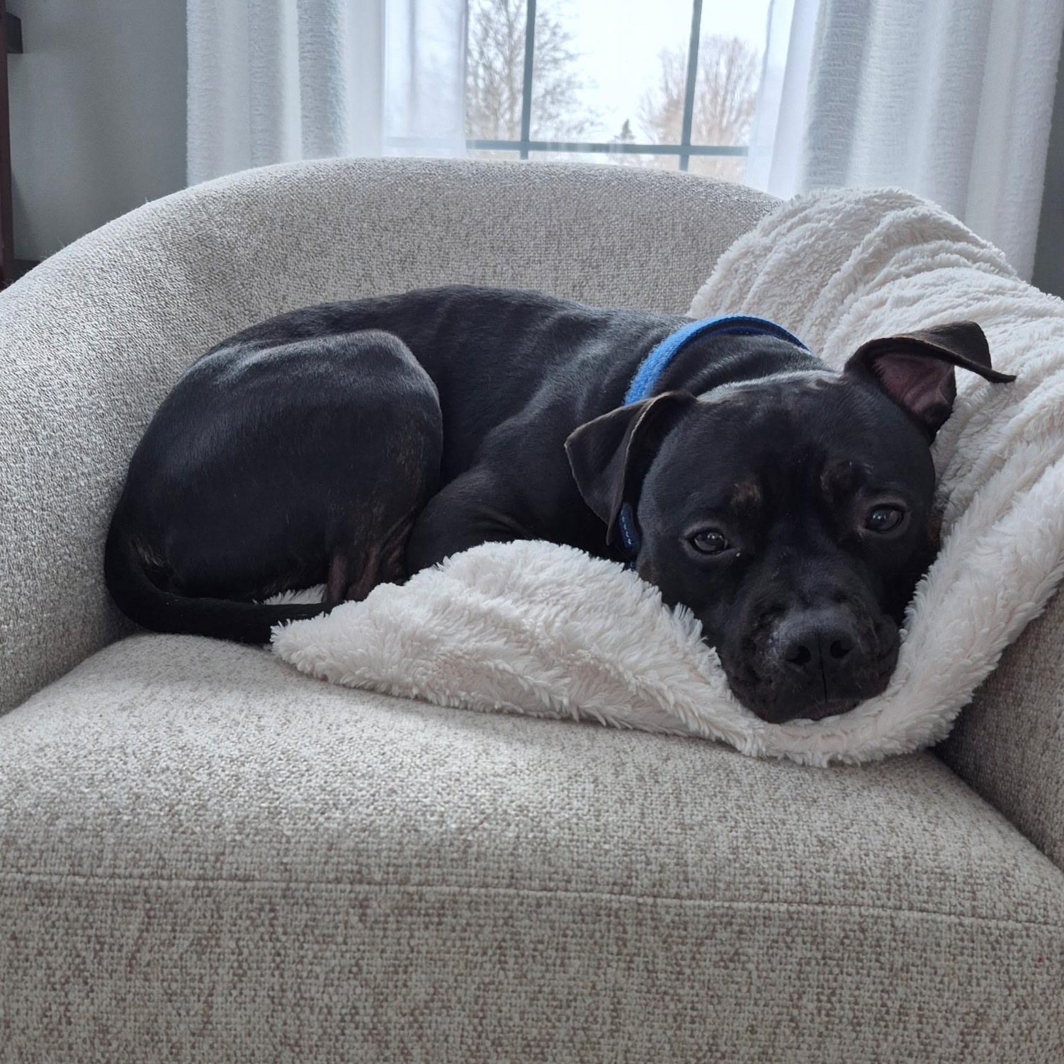 Drake, a Adoptable mixed breed in Rochester, NY image 3/4