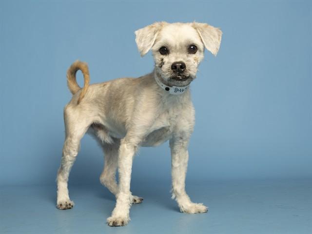 Enlarge TRUNKY, a Adoptable mixed breed in Phoenix, AZ image 1/1